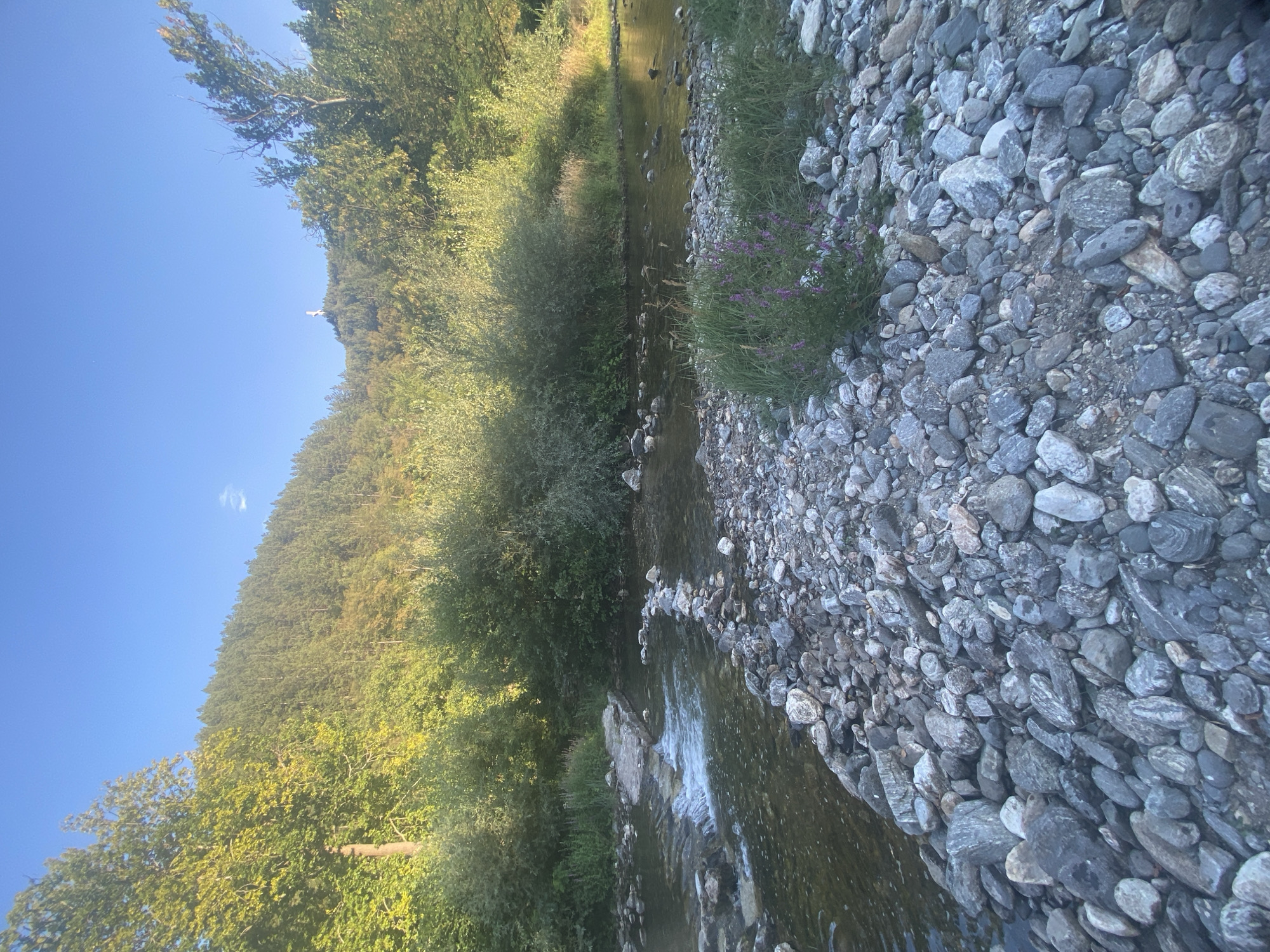 A serene, sun-drenched scene unfolds along the banks of a shallow, rocky river, likely the Bistritsa River near Blagoevgrad, Bulgaria. The clear, blue sky stretches above a verdant landscape, with a dense forest blanketing the rolling hills in the background. The sun casts a warm glow on the trees, illuminating their vibrant green foliage, with hints of autumnal yellow beginning to appear.
In the foreground, the riverbed is a tapestry of smooth, grey river stones, worn by the constant flow of water. The river itself is clear and shallow, with small rapids creating a gentle white foam as it cascades over submerged rocks. A narrow, man-made dam of rocks and stones channels the water, creating a small waterfall on the left side of the frame.
To the right, a patch of tall, green grass grows amidst the stones, dotted with delicate purple wildflowers. A single, slender tree with sparse leaves stands tall on the far right, its branches swaying gently in the breeze. In the far distance, atop one of the hills, a white cross-shaped monument is visible against the clear blue sky, possibly a religious landmark or memorial. The overall impression is one of natural beauty and tranquility, untouched by the hustle and bustle of urban life.