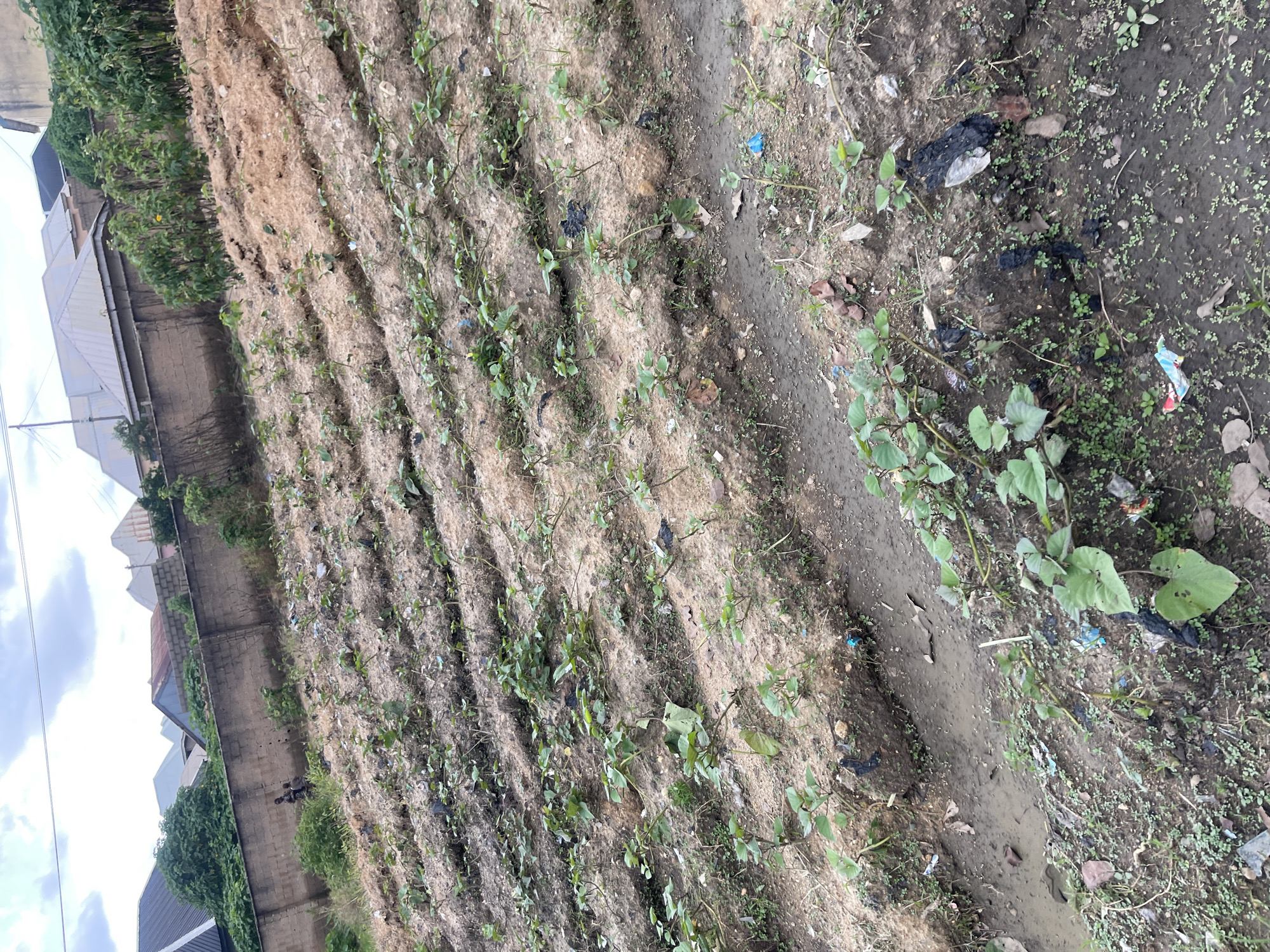 The image depicts an outdoor scene in what appears to be an agricultural or undeveloped area within the city of Rafin Par, Nigeria. The foreground shows rows of young plants, possibly sweet potatoes or a similar crop, growing in uneven soil. The soil is interspersed with loose, fibrous material, likely mulch or dried vegetation, and there is visible evidence of litter, including plastic bags and other debris, scattered throughout the area. A muddy, shallow trench or water channel runs through the lower part of the image, with more plants growing along its banks.
In the mid-ground, a low brick wall runs horizontally across the scene, separating the cultivated area from what appears to be a residential or built-up area behind it. Two small human figures, appearing to be children, are visible near the wall, standing amidst some green vegetation.
The background features a collection of buildings with various roof types, suggesting a mix of construction styles. The sky is overcast with clouds. The overall impression is of a somewhat neglected agricultural plot adjacent to a residential area, with signs of both cultivation and environmental challenges in Rafin Par.