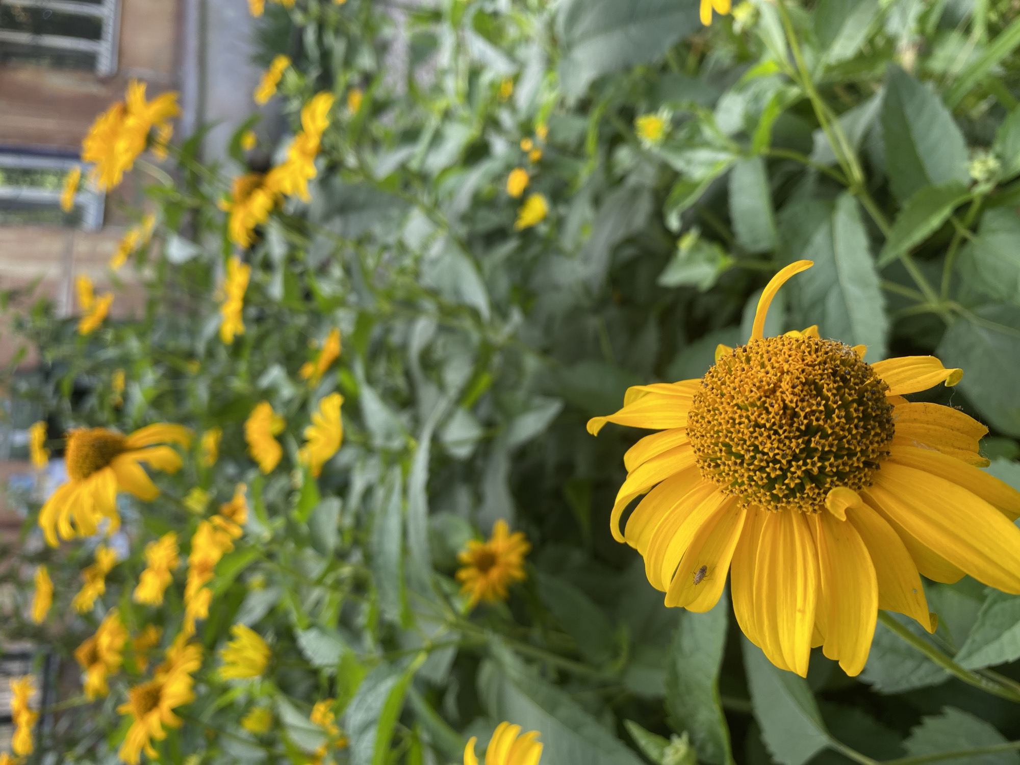 A close-up, eye-level shot features a vibrant yellow flower in the foreground, its petals delicately unfurling. A small insect rests on one of its petals. The flower's center is a cluster of small, dark florets. In the background, a dense patch of green foliage is punctuated by more yellow flowers, blurred by a shallow depth of field. Beyond the flowers, the upper portion of a building with windows is visible. The scene appears to be in a garden or park in the city of Kamianske, Ukraine.