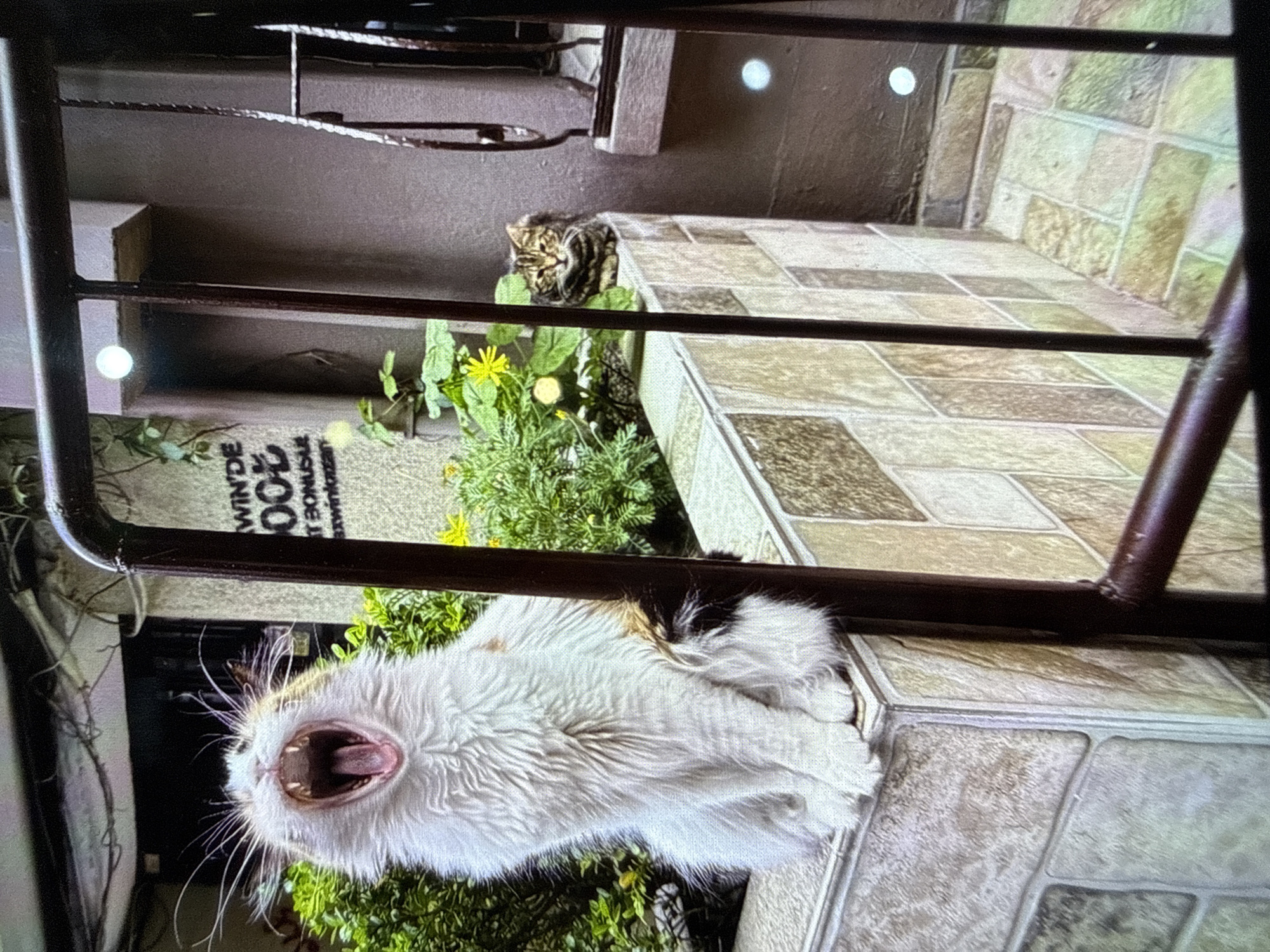 A medium shot taken from an elevated position shows two cats on a tiled patio in what appears to be Sochi, Russia, based on the Cyrillic text “Winde 100 BONUS” on a nearby object. The foreground cat is white, black, and brown and is captured mid-yawn, its mouth wide open. The background cat, a mottled brown and black tabby, is sitting amidst green foliage, partially obscured by the patio railing. The patio is paved with large, rectangular beige tiles. A metal railing is visible in the foreground, partially framing the scene. The overall lighting is bright and even.