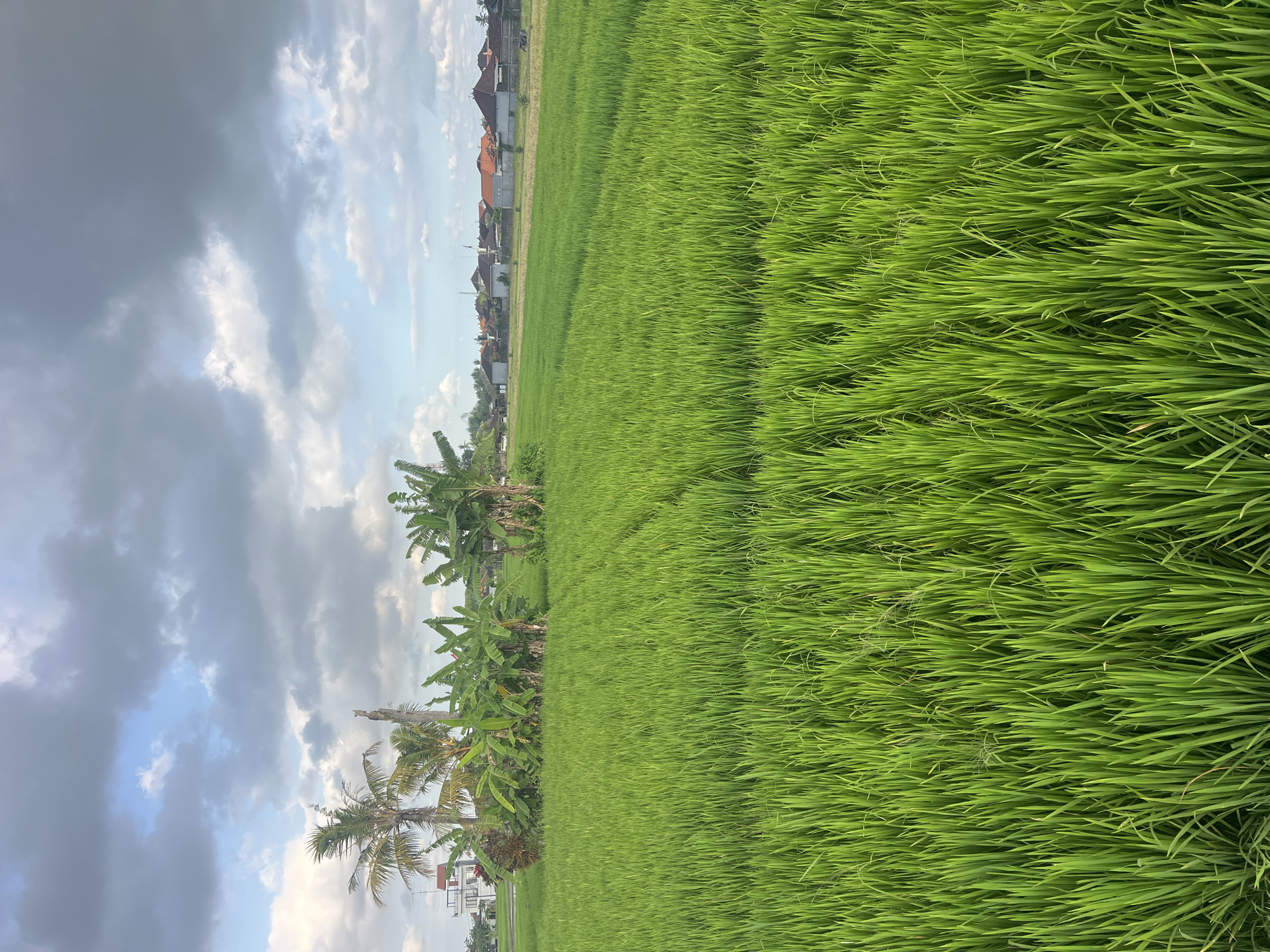 This is a landscape photograph of a vibrant green rice paddy field under a partly cloudy sky. The field occupies the majority of the foreground and midground, with the tall, lush stalks of rice creating a textured green carpet that stretches towards the horizon. In the distance, a line of buildings with terracotta roofs suggests a rural or semi-urban settlement, likely within the city of Kediri, Indonesia. A cluster of tropical vegetation, including palm trees and banana plants, stands to the left of the frame, adding a touch of tropical lushness. The sky is a mix of grey and white clouds, with patches of blue sky peeking through, indicating dynamic weather conditions. The overall impression is one of natural beauty and agricultural productivity.