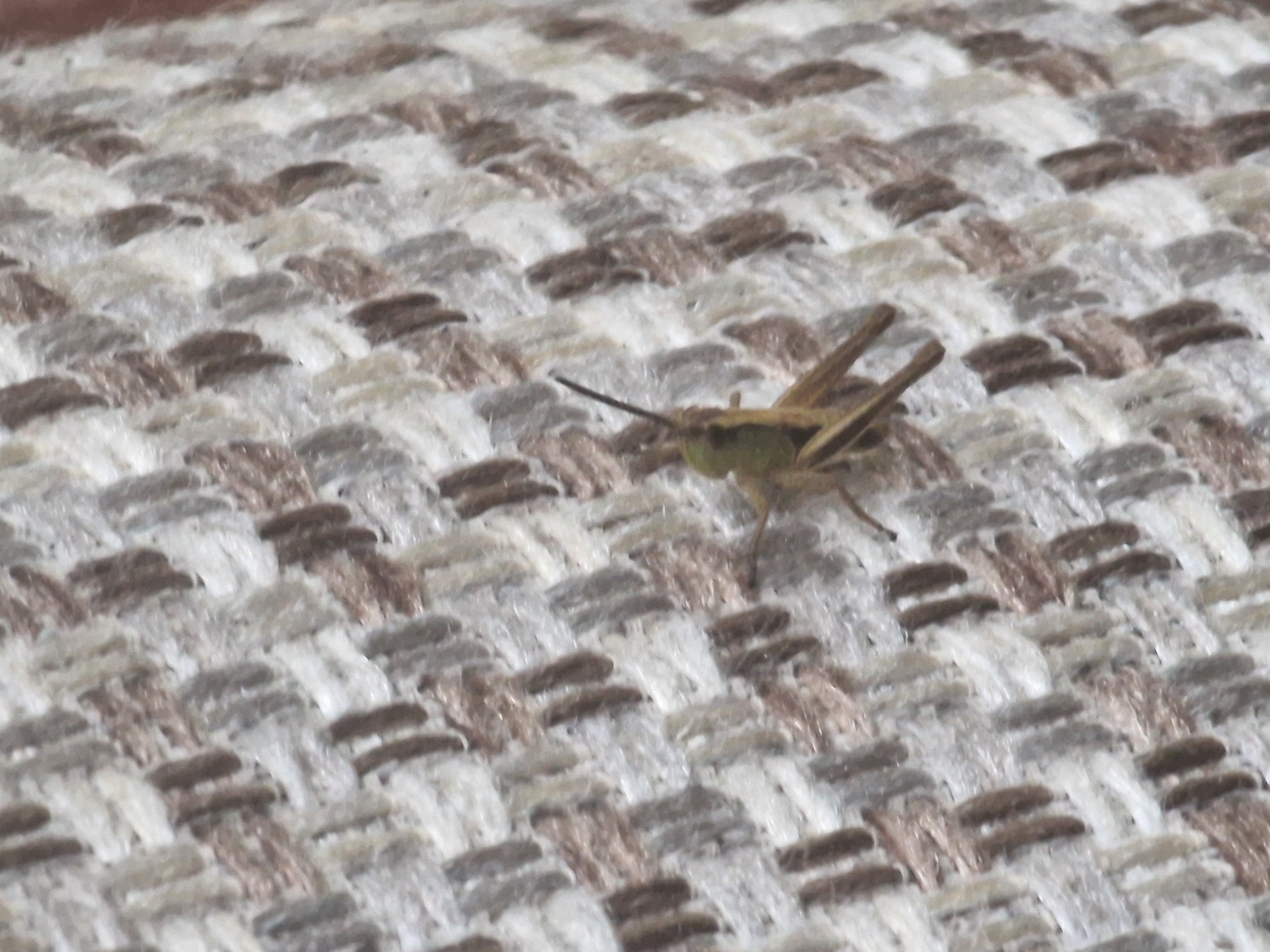 An adult grasshopper is pictured on a textured fabric surface, possibly a couch or upholstery. The fabric has a woven pattern with alternating threads of white, light brown, and dark brown. The grasshopper is facing to the left and its body is predominantly green with brown markings on its legs and wings. Its antennae are clearly visible extending forward. The image is a close-up, focusing on the insect and its immediate surroundings, with the background showing a detailed view of the fabric's weave. There are no people or other identifiable objects or structures in the image. The setting does not provide any specific clues about its location within Kursavka, Russia.