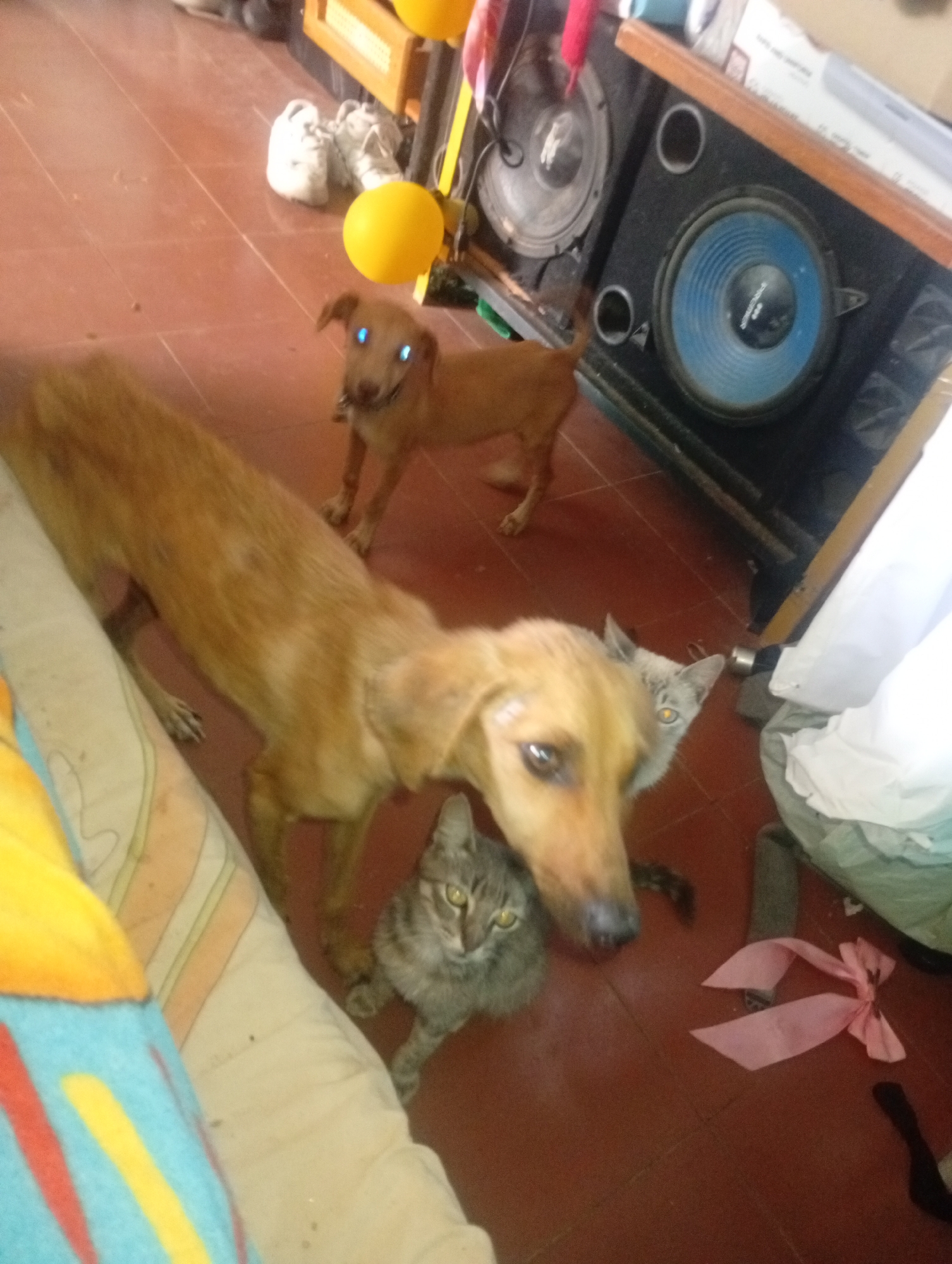 This image depicts an indoor scene in Altagracia, Venezuela, featuring four domestic animals and various household objects. The floor is covered with reddish-brown tiles.
In the foreground, on the left, a tan-colored dog with short fur is partially visible, facing the camera with its head lowered. Directly beneath its head, a grey tabby cat with yellow eyes is looking towards the camera. Further into the frame, a second, smaller tan-colored dog with a dark collar stands, facing the camera; its eyes exhibit a prominent blue "red-eye" effect. In the lower right quadrant, a second grey tabby cat, also with yellow eyes, is visible, partially obscured by the foreground dog, and also looking towards the camera.
The background on the right side of the image contains a dark audio speaker cabinet featuring a prominent blue speaker cone. Another speaker unit is partially visible behind it. Above the speakers is a wooden shelf or furniture piece. A yellow balloon is present in the mid-ground, near the smaller dog. White athletic shoes are on the tiled floor in the upper background. A pink ribbon, tied into a bow, rests on the floor in the lower right, near a pile of white and light green fabric. A patterned cushion, featuring cream, orange/yellow, and blue stripes, is partially visible along the left edge of the image. All animals appear to be observing the camera.