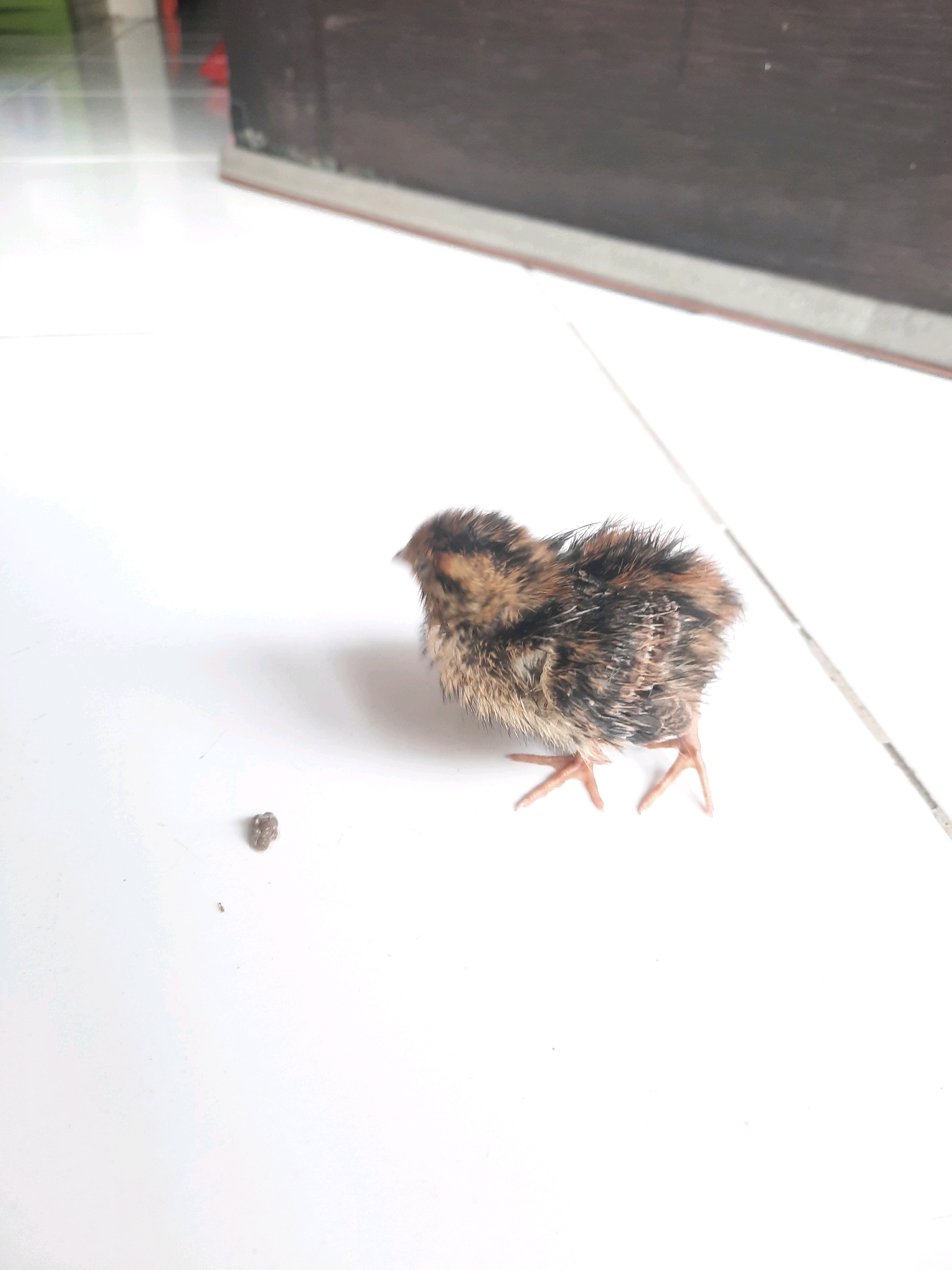 A single baby quail is standing on a white tiled floor. The quail has brown and black speckled feathers and is facing to the left, with its head slightly turned away from the camera. To the left of the quail is a small, dark brown object, possibly droppings. The background is out of focus, showing a dark brown surface with a thin red line at the bottom. The scene appears to be indoors, likely in a residential setting in North Jakarta, Indonesia, given the tiling style and the presence of a domestic animal.