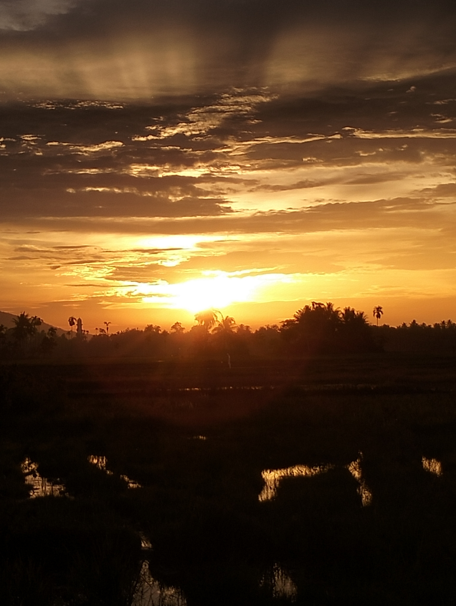 The image depicts a sunset over a rural landscape, likely in Meunasahalue, Indonesia, given the presence of palm trees and a tropical environment. The sky is filled with dramatic clouds illuminated by the setting sun, casting a warm, orange glow across the scene. The sun itself is a bright orb near the center of the horizon, its rays piercing through the clouds.
In the foreground, a dark, silhouetted field of what appears to be rice paddies or a similar agricultural area is visible. Patches of water reflect the sunset's light, creating shimmering highlights against the dark terrain. A line of trees, including several palm trees, forms a dark silhouette against the brighter sky, suggesting a tropical setting. The overall impression is one of serene natural beauty as day transitions into night. There are no people or identifiable structures in the image besides the natural elements.