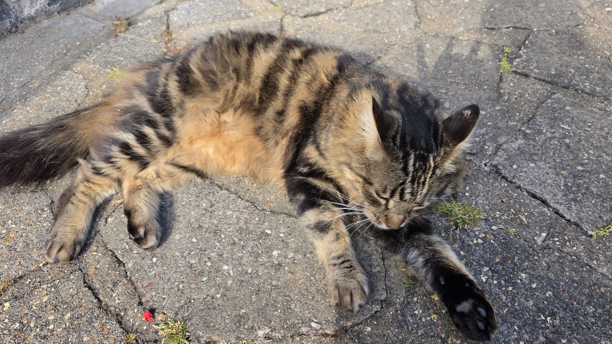A tabby cat lies outstretched on cracked concrete. The cat is primarily brown and black, with stripes on its body and tail. It has a long tail and fluffy fur. The concrete is a dull grey, and some small patches of green vegetation are growing in the cracks. A small red object is near the bottom left of the frame. The setting appears to be an outdoor paved area. There is no indication of this image being in London, United Kingdom.