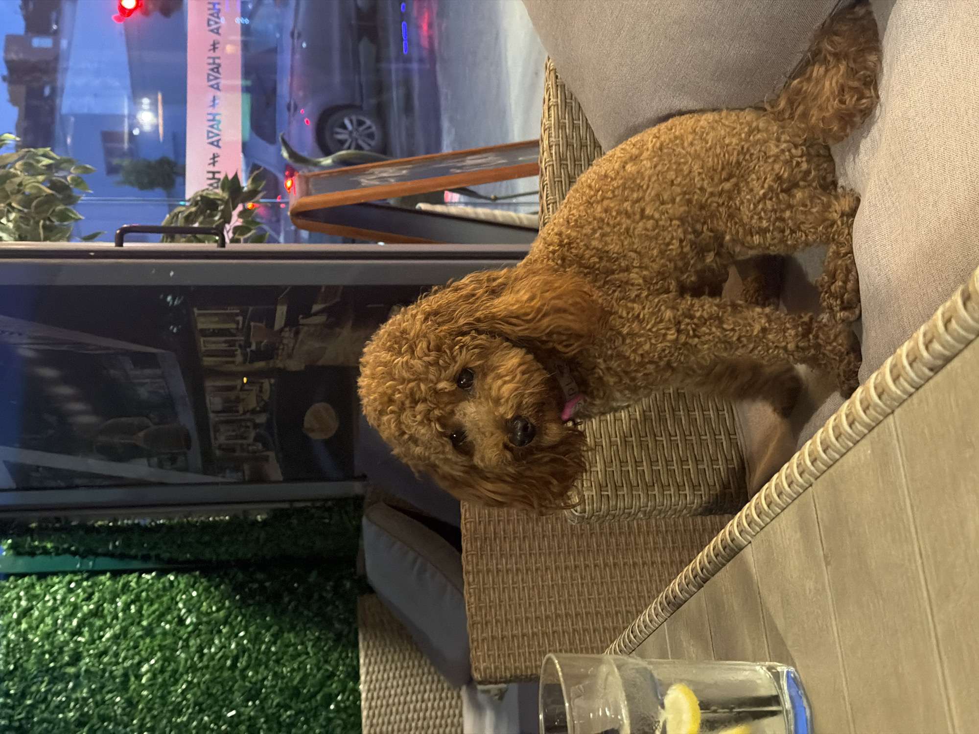 A brown poodle sits on a grey sofa in an outdoor seating area. A glass of water with lemon slices is on a table in front of it. The poodle is facing the camera with its head tilted slightly. In the background, there is a wall covered in green artificial plants and a window reflecting the street outside. The street scene shows a traffic light, cars, and buildings. A sign on an easel is visible to the right of the poodle. The setting appears to be a cafe or restaurant in Sofia, Bulgaria, given the presence of the brand "AVAH" in Cyrillic script visible on a banner outside. The overall lighting suggests it is either dusk or evening.