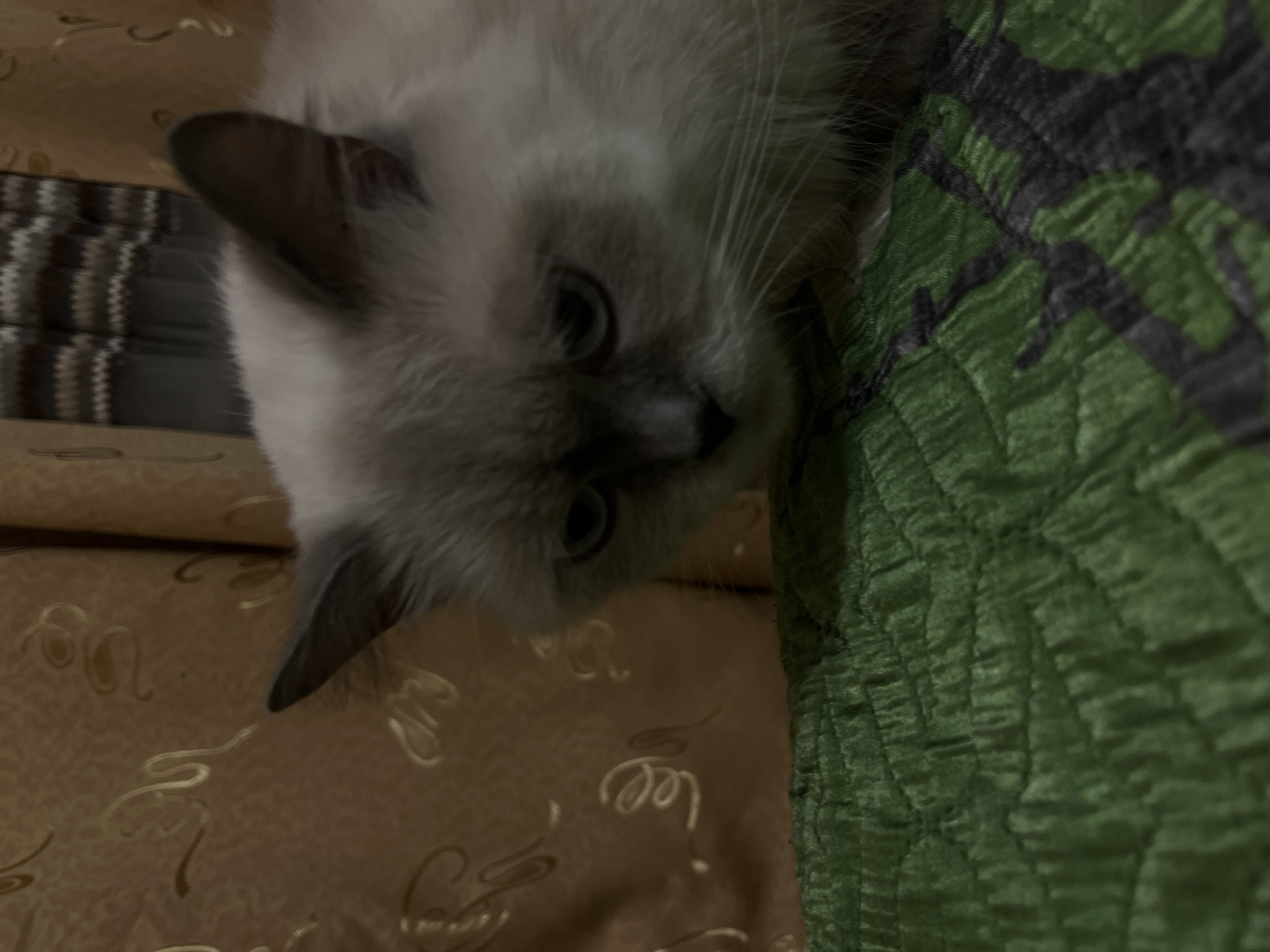 A close-up, slightly off-kilter photograph depicts a Siamese kitten lying on a textured surface. The kitten, primarily white with darker points on its face and ears, is positioned with its head near the center of the image, angled downwards. The kitten's gaze is directed toward the camera. The kitten is lying on a golden patterned fabric, with a dark green textured material on the right side. The image was taken indoors. The location is Chaikovsky, Russia.
