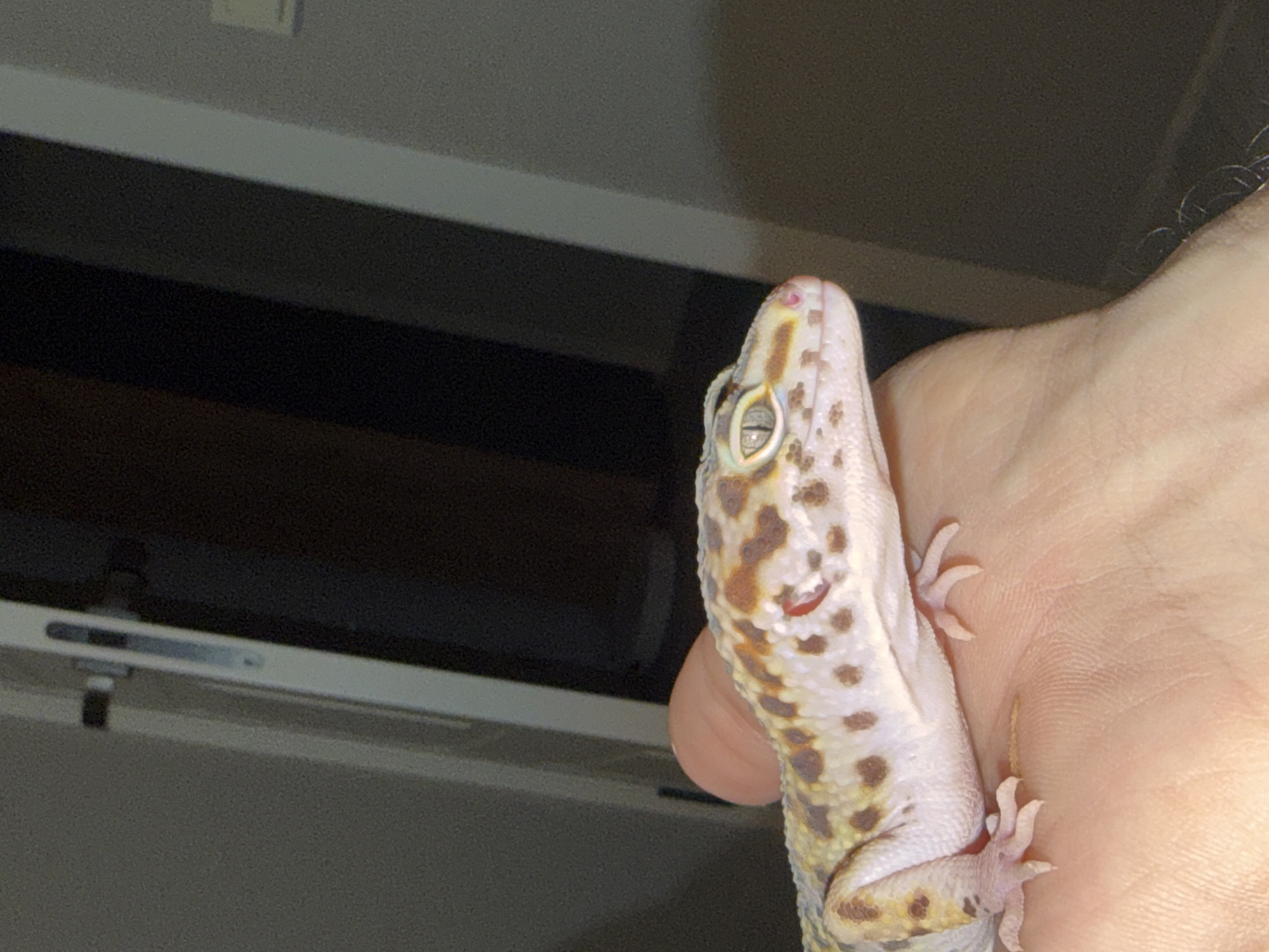 A gecko is held in a person's hand. The gecko is light-colored with brown spots. The background shows a wall with a window. The location cannot be determined from the given image.