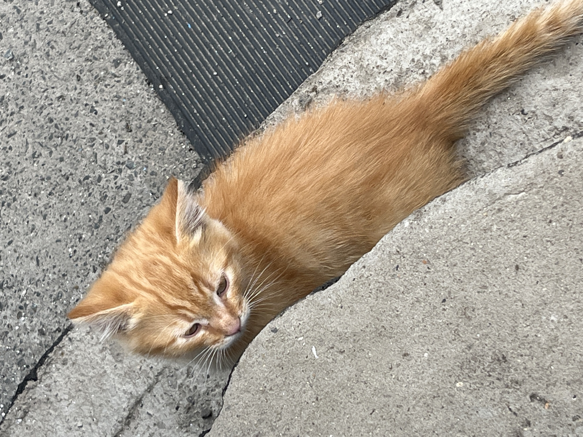 A small, ginger-orange kitten is depicted resting on a paved surface in Poltavka, Ukraine. The kitten is positioned with its head turned downwards and slightly to the left, partially obscured by a raised, light-grey concrete curb in the foreground. Its body extends diagonally to the lower right, with its tail visible on the ground. The immediate ground to the left of the kitten is a coarse, light-grey concrete aggregate. To the right and behind the kitten, the ground transitions to a darker, finer-grained grey asphalt or concrete surface, which features a black, ribbed tactile strip running diagonally across it. Minor cracks are visible in the darker pavement, and small particles of debris are scattered across all surfaces. The scene is illuminated by natural light, casting no distinct shadows.
