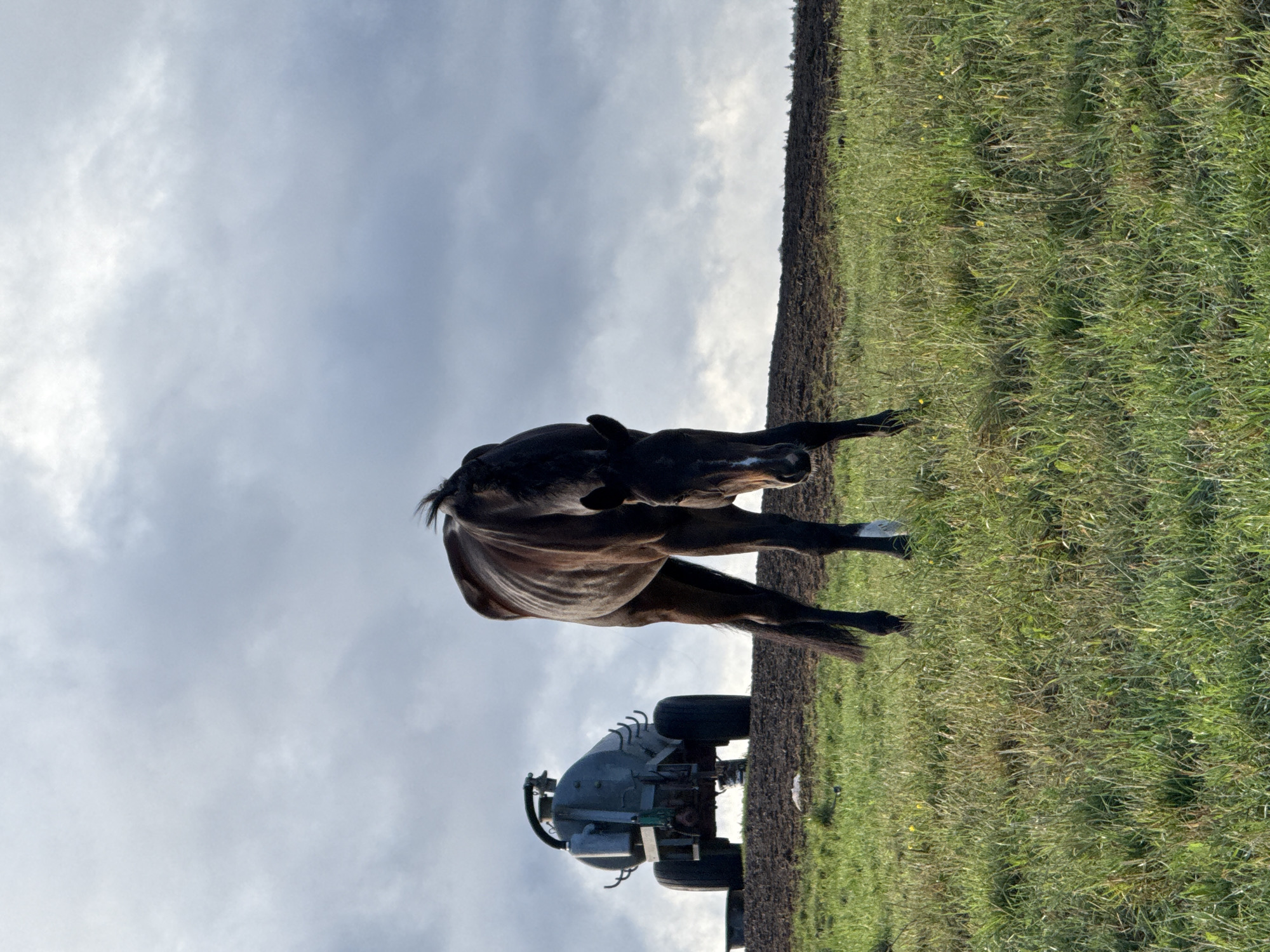 The image shows a brown horse standing in a grassy field with a large trailer in the background. The horse is facing to the right, with its head down. The trailer is grey and appears to be a water or slurry tanker. It has large wheels and a cylindrical tank. The field is covered in green grass, with some patches of bare earth visible on the slope behind the horse. The sky is cloudy and grey. The scene is likely in a rural area, possibly a farm or agricultural land. There is no indication of a city, or specifically Galinė, Lithuania.