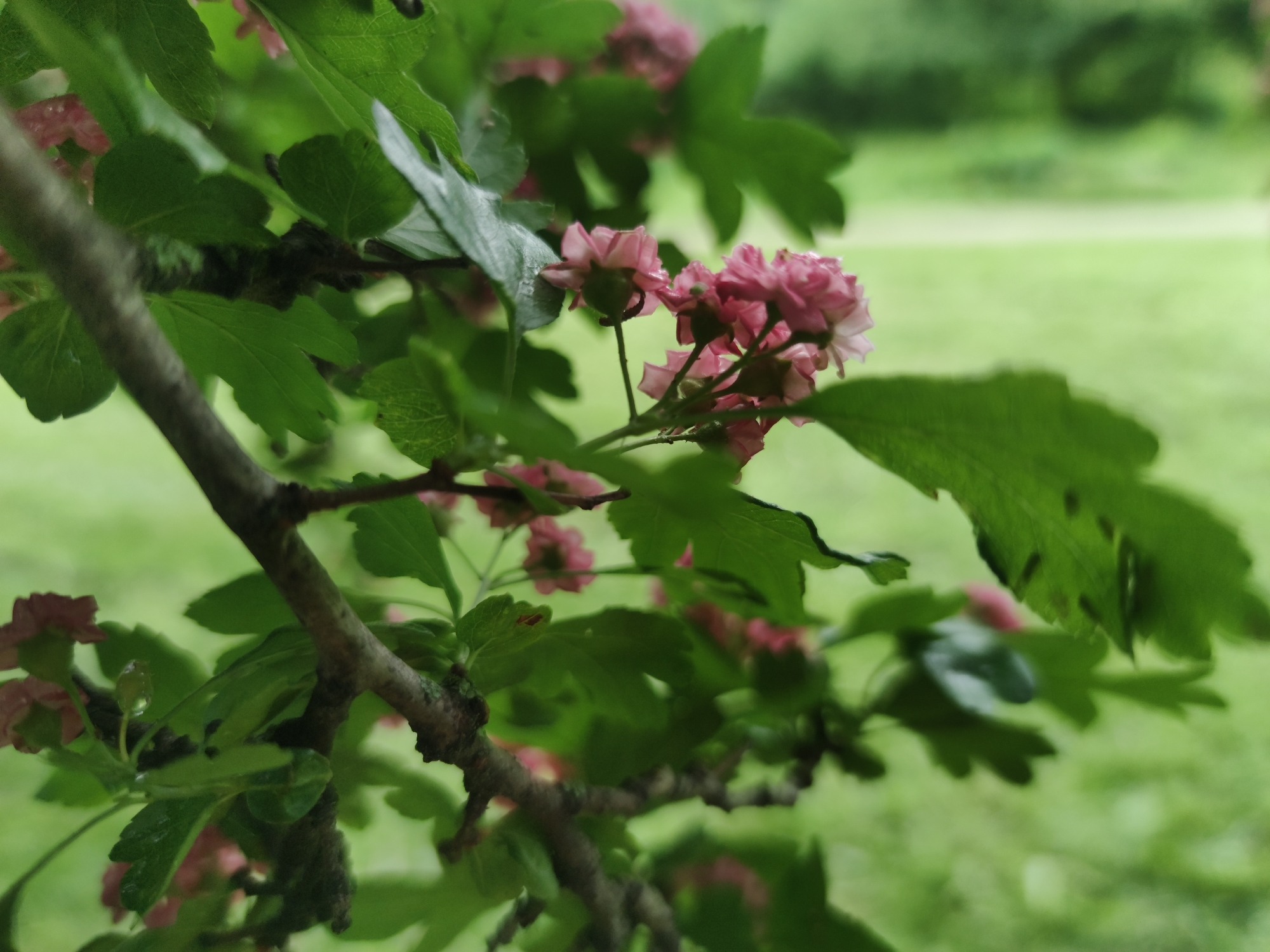 The image captures a close-up view of a branch with green leaves and small pink flowers, likely a hawthorn tree, against a blurred green background suggestive of a park or garden. The location is consistent with Moscow, Russia, where such trees are common. There are no people visible, and the focus is solely on the botanical elements. The details include the texture of the bark, the shape of the leaves, and the clustered arrangement of the flowers. Raindrops are visible on the leaves, indicating recent or ongoing precipitation.