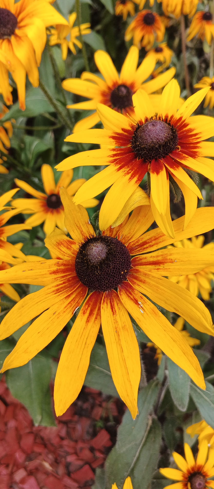 The image shows a close-up view of several black-eyed Susans in bloom. The flowers are bright yellow with dark brown centers, and some have reddish-orange streaks on their petals. The background consists of green foliage and some red mulch. The image is taken from a vertical perspective, with the flowers filling the frame. There are no people or animals visible in the image. The scene appears to be a garden or park. There is no information in the image to indicate its location in the city of Kyiv, Ukraine.