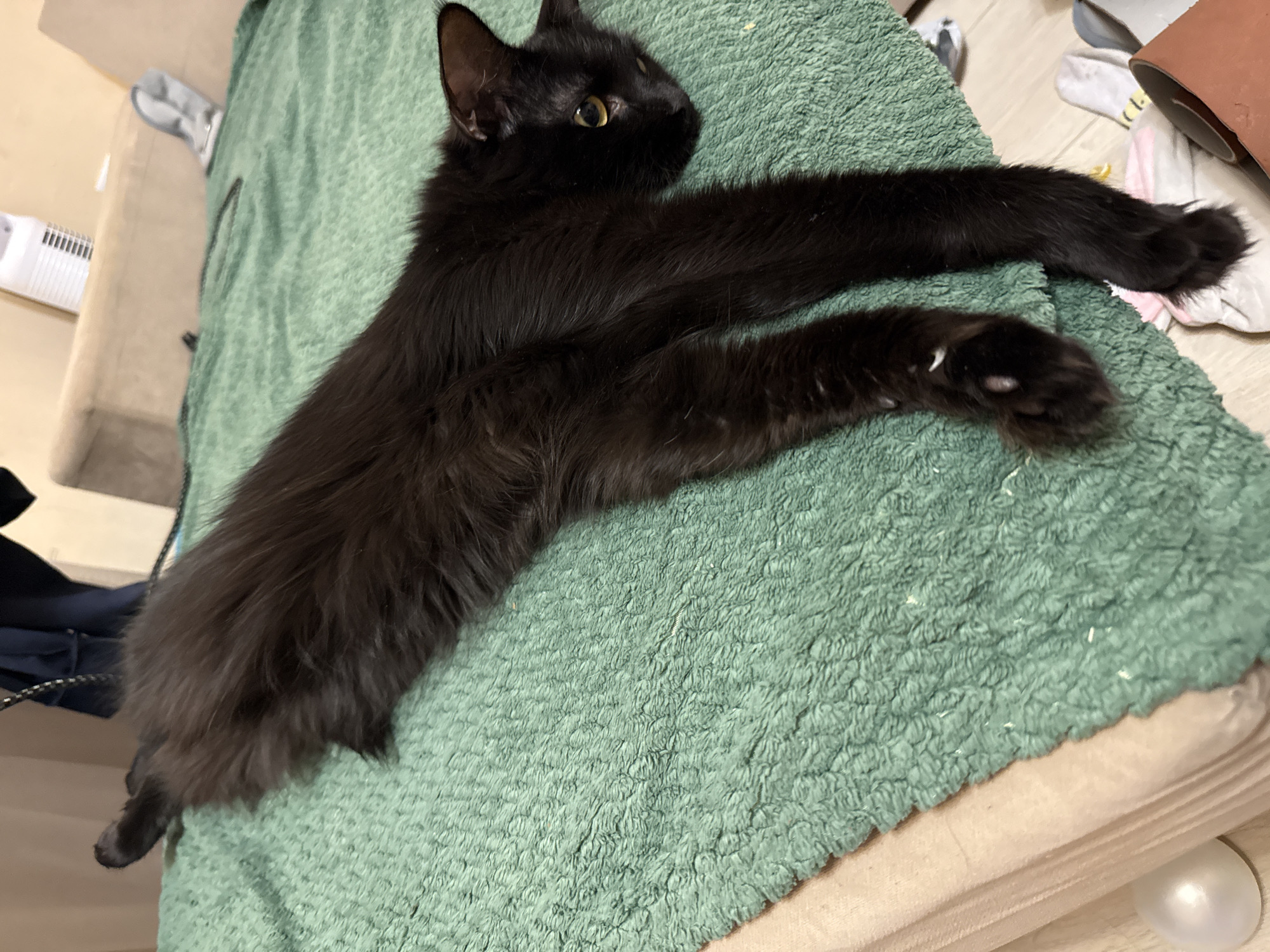 A black cat lies on a green blanket or cushion. The cat is sprawled out, with its head near the top of the frame and its body extending diagonally down and to the left. Both of the cat's front paws are extended, stretched out on the blanket. The background contains miscellaneous objects like clothing, a white radiator, and light-colored furniture. The image provides no information to indicate the location is in Tobolsk, Russia.