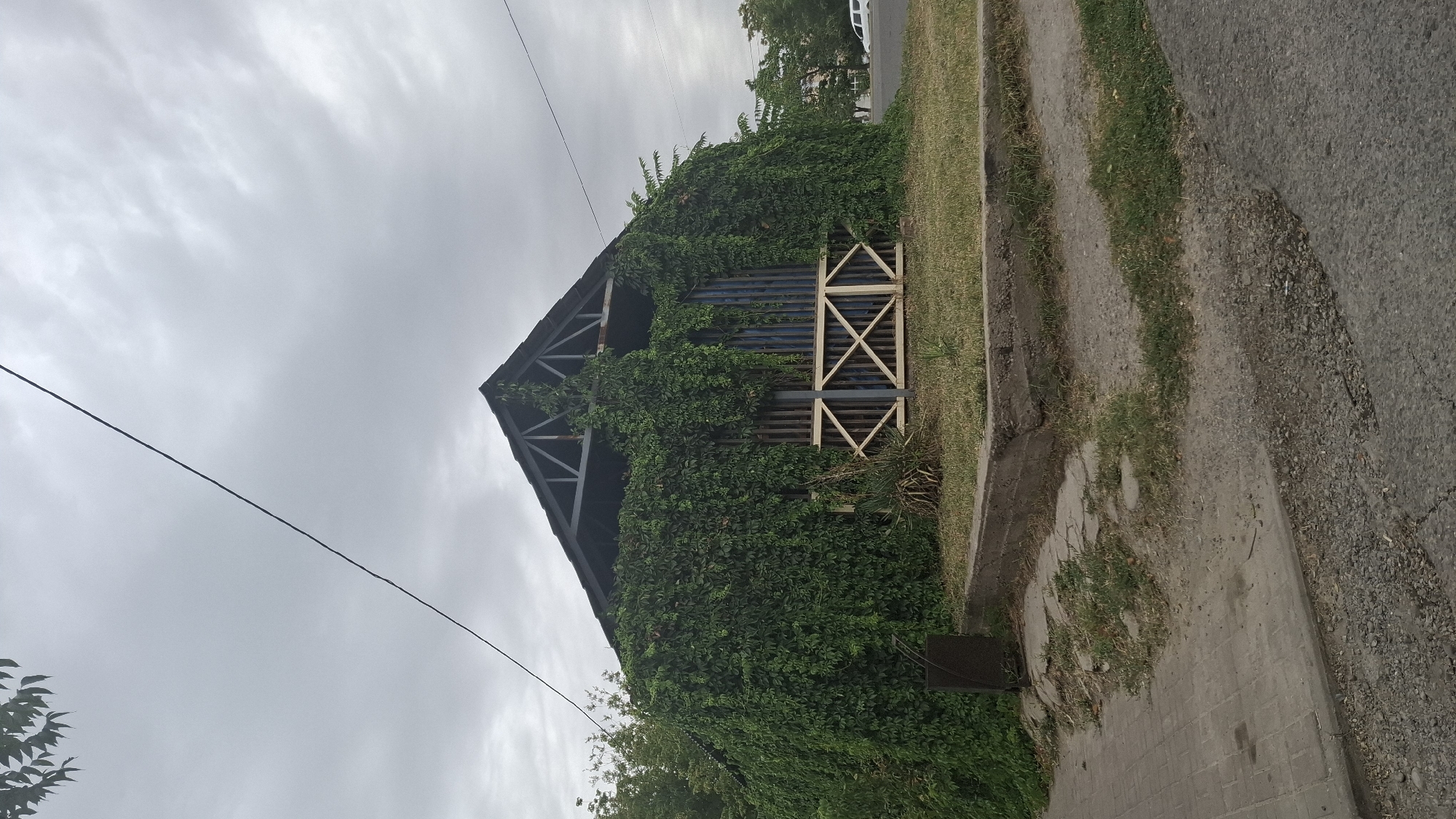 The image depicts a building, potentially a gazebo or a shed, heavily overgrown with green ivy. The structure has a dark, pitched roof supported by visible metal beams. The front facade is partially obscured by the ivy, but a section reveals vertical blue planks and a decorative wooden lattice structure in a diamond pattern. To the left of the building, a dark metal trash bin sits on a paved surface. The ground around the building consists of patches of grass and concrete. A paved walkway runs along the left side of the image, leading towards the building. In the background, trees and other vegetation are visible, along with a street and a white vehicle. The sky is overcast with gray clouds. The scene appears to be an outdoor public space in the city of Shymkent, Kazakhstan.