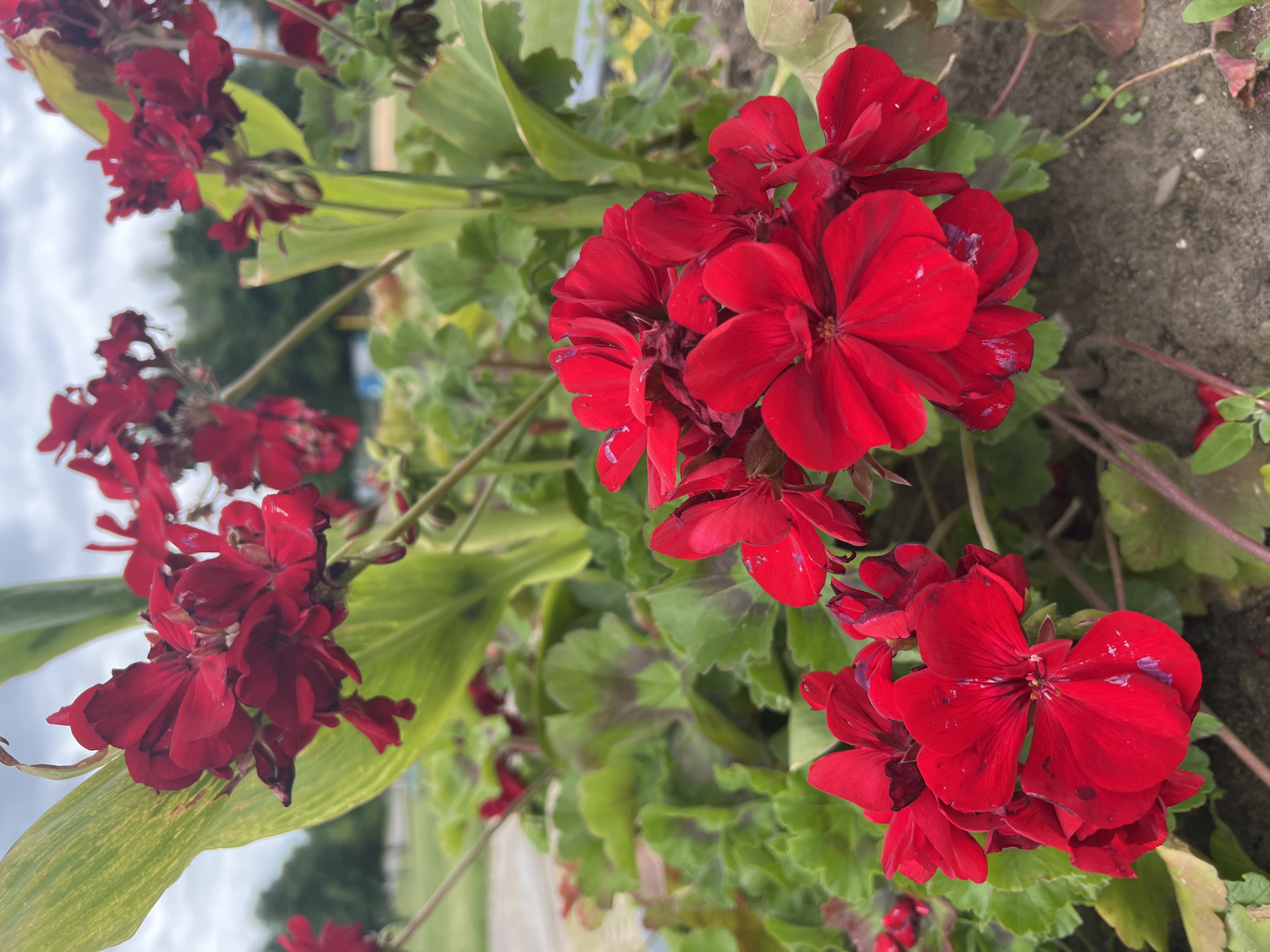 The image shows a close-up view of red geraniums with green foliage in a garden setting. The flowers are vibrant and in focus, with some water droplets on the petals. The background is blurred, showing a park-like environment with trees, a cloudy sky, and hints of pathways and structures, suggesting an outdoor public space. The location is identified as Minsk, Belarus. There are no people or animals visible in the image.
