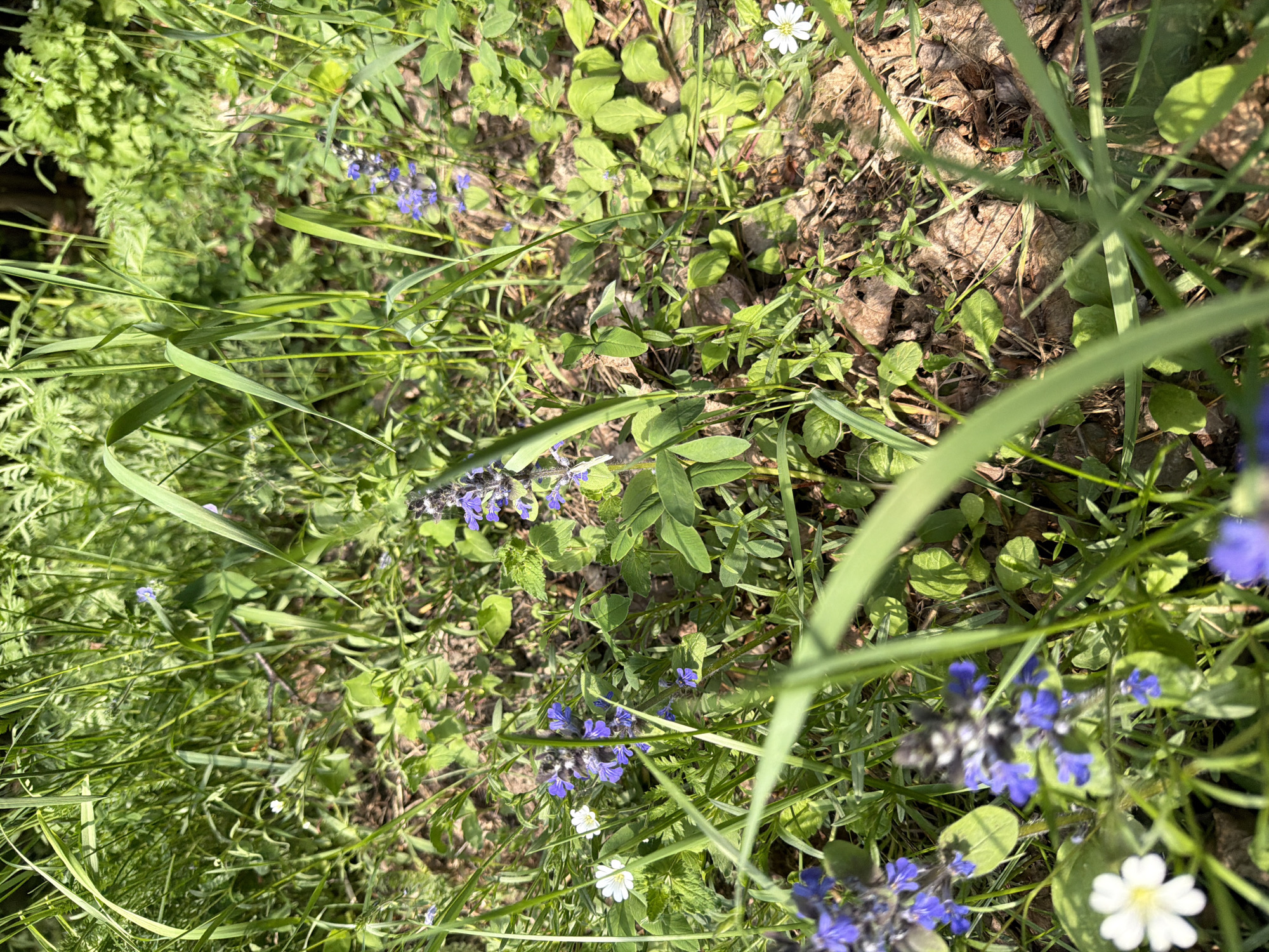 The image depicts a patch of ground cover, likely outdoors, with various types of vegetation. There are grasses, broadleaf plants, and flowering plants. Some of the flowering plants have small, white blossoms, while others have clusters of purple-blue flowers. The scene appears to be taken in natural light. The location is unspecified.