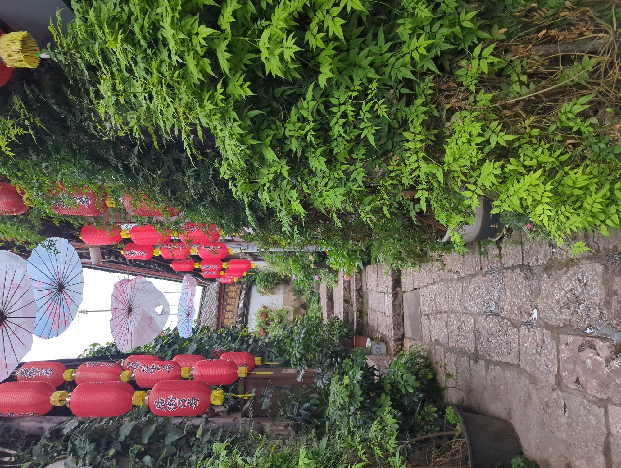 The image depicts a narrow, stone-paved alleyway in Gucheng District, China, flanked by lush green foliage and traditional red lanterns. The alleyway is lined with stone steps leading upwards, disappearing into the distance. Red lanterns, adorned with gold tassels and Chinese characters, are suspended overhead, adding a festive atmosphere. Several patterned paper umbrellas are also hung above the alley, some with intricate designs. The walls on either side of the alley are covered in dense greenery, with some sections showing exposed stone or weathered building materials. In the foreground, a large black planter contains some dried branches and new growth. The stone paving is damp, with small puddles indicating recent rain. The overall scene evokes a sense of traditional Chinese architecture and natural beauty.