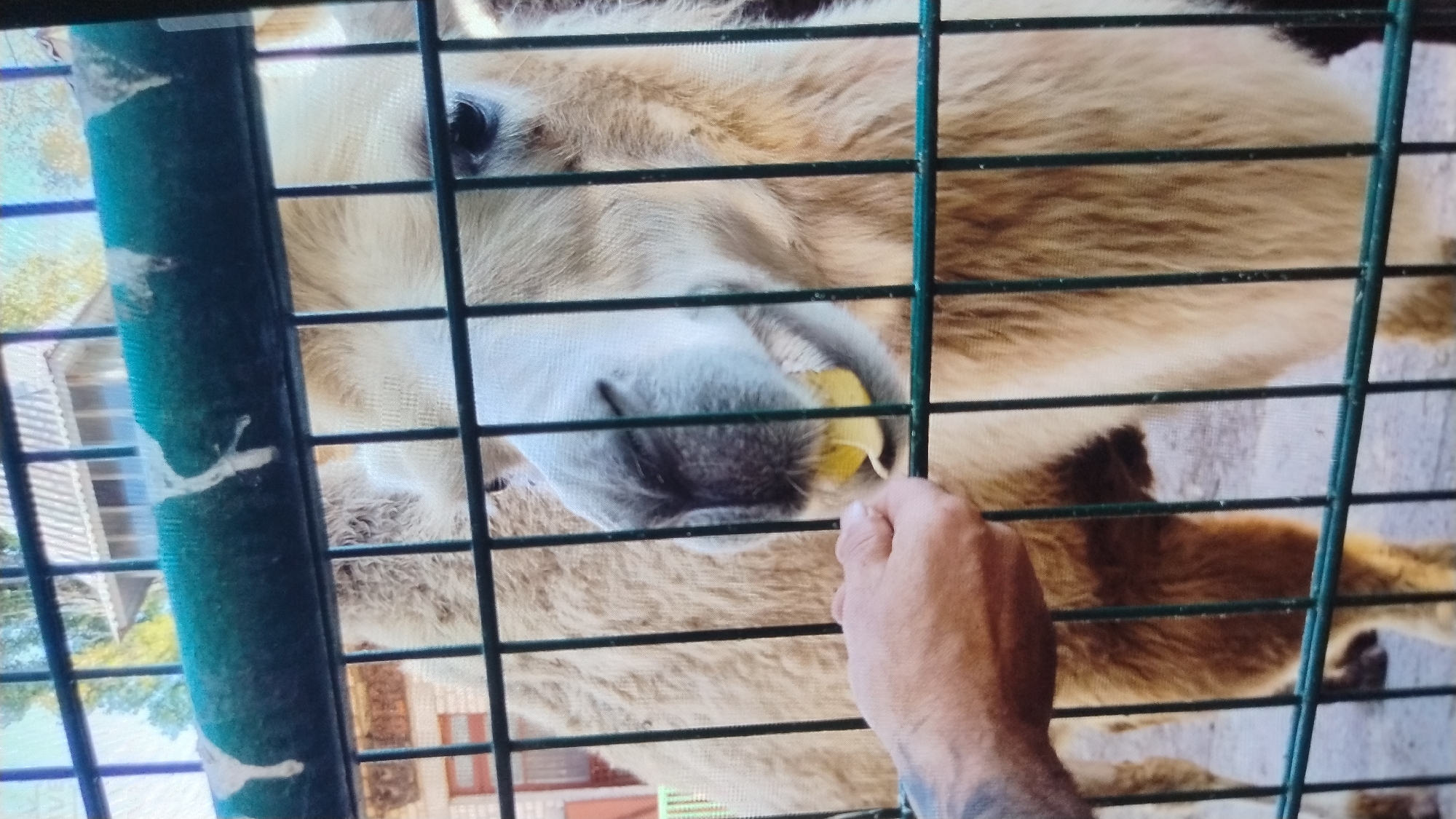 A close-up shot shows a camel eating from a person's hand through a metal fence. The camel's face is light brown and white, with dark eyes and a yellow piece of food in its mouth. A person's hand, with visible tattoos on the forearm, is offering the food. The background includes a building and some trees, suggesting an outdoor enclosure, possibly at a zoo or animal sanctuary. The fence is dark green with thin metal bars. The lighting suggests it is daytime.