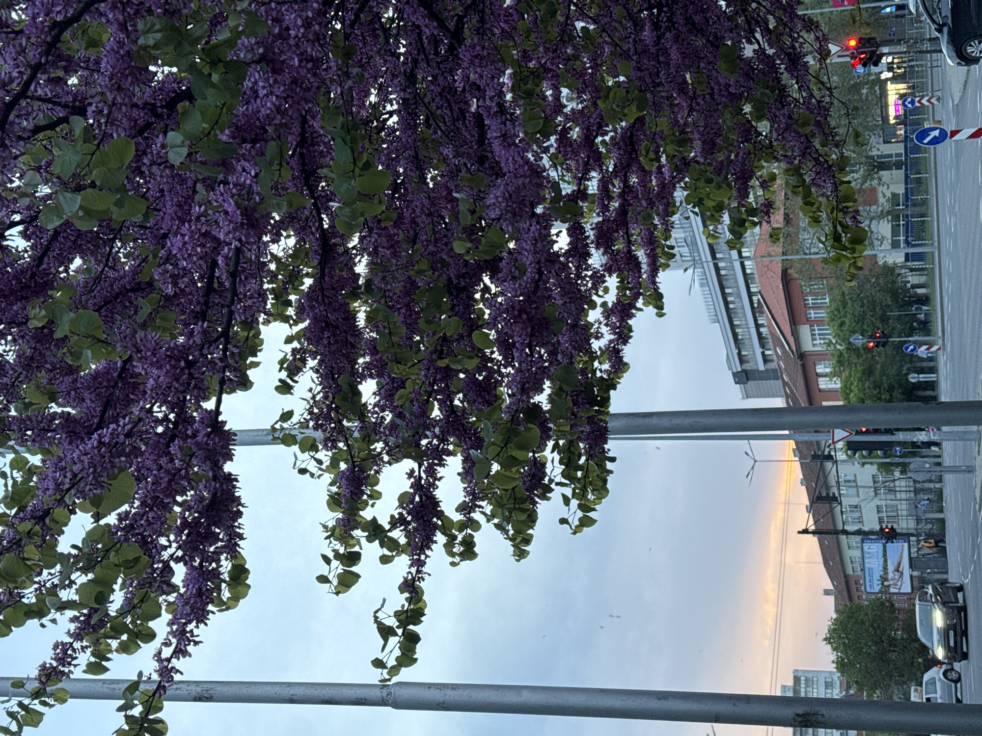 The image shows a view from under a tree with purple flowers in Burgas, Bulgaria. A street runs alongside the tree, with buildings visible in the background. There are traffic lights and street signs, and a car is driving on the street. The sky is cloudy with a hint of sunset on the horizon.