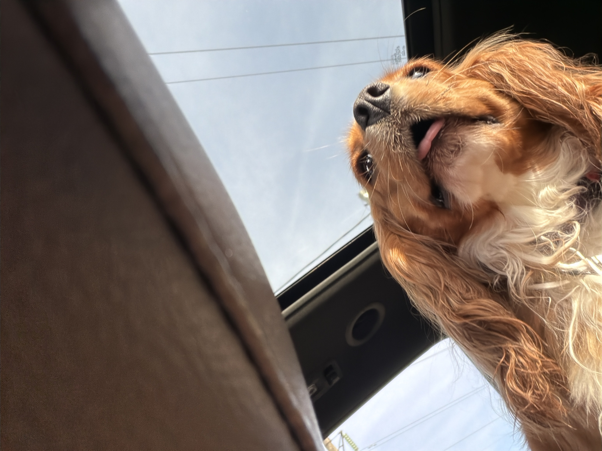 The image shows a close-up, low-angle shot of a Cavalier King Charles Spaniel dog looking up through a sunroof in a vehicle. The dog has long, wavy, auburn fur and a white chest. Its tongue is sticking out slightly. The sunroof is open, revealing a pale blue sky with some faint white clouds and overhead power lines, suggesting an outdoor setting, possibly on the outskirts of Veliky Novgorod, Russia, given the presence of such infrastructure. The interior of the car, including a portion of the headliner, is visible in the foreground. There are no people in the image.