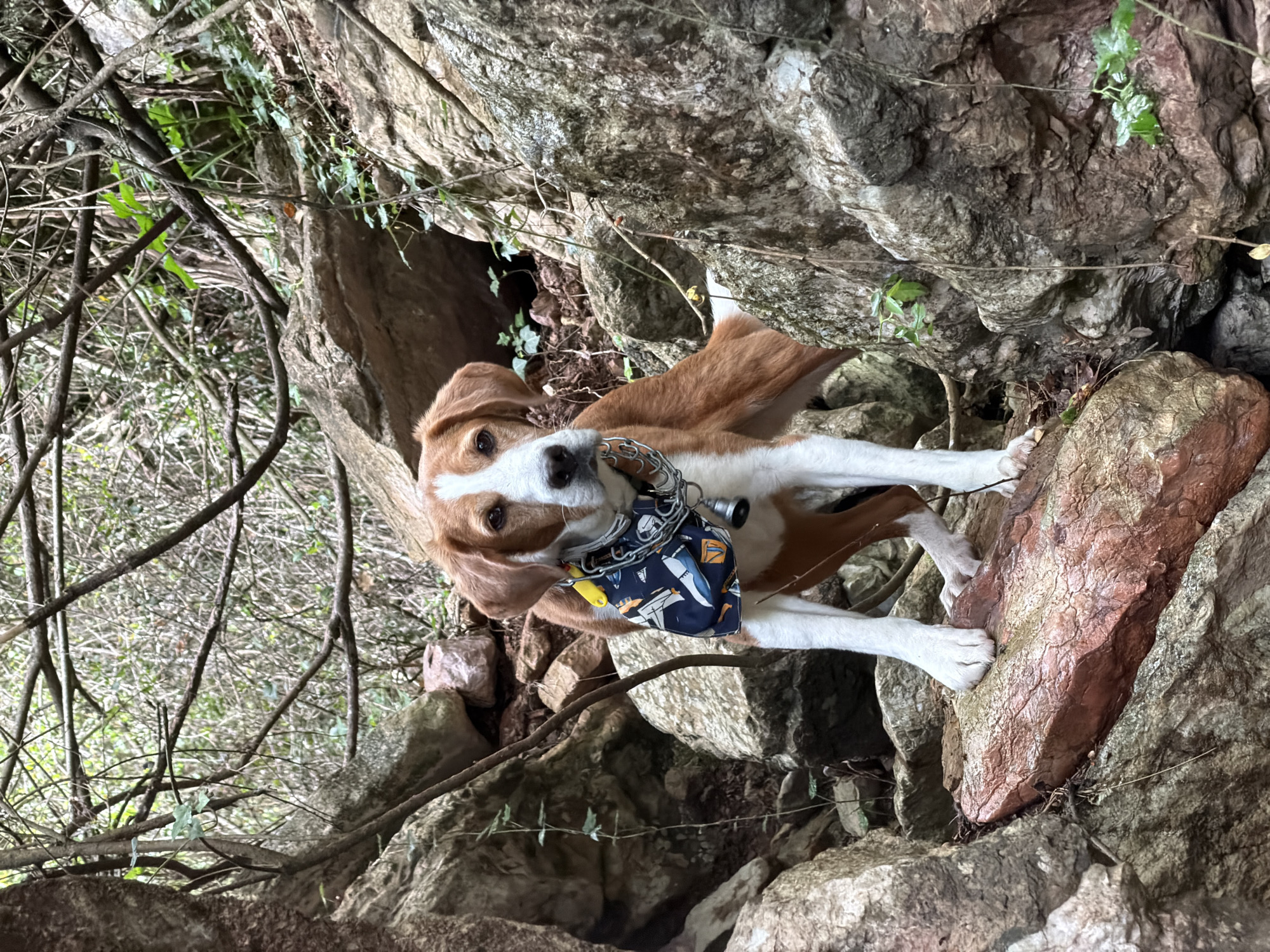 A brown and white dog with a blue patterned bandana stands on a large rock formation in an outdoor environment. The dog is holding the bandana in its mouth. The background consists of various sized rocks and vegetation. The location is Mirište, Montenegro.