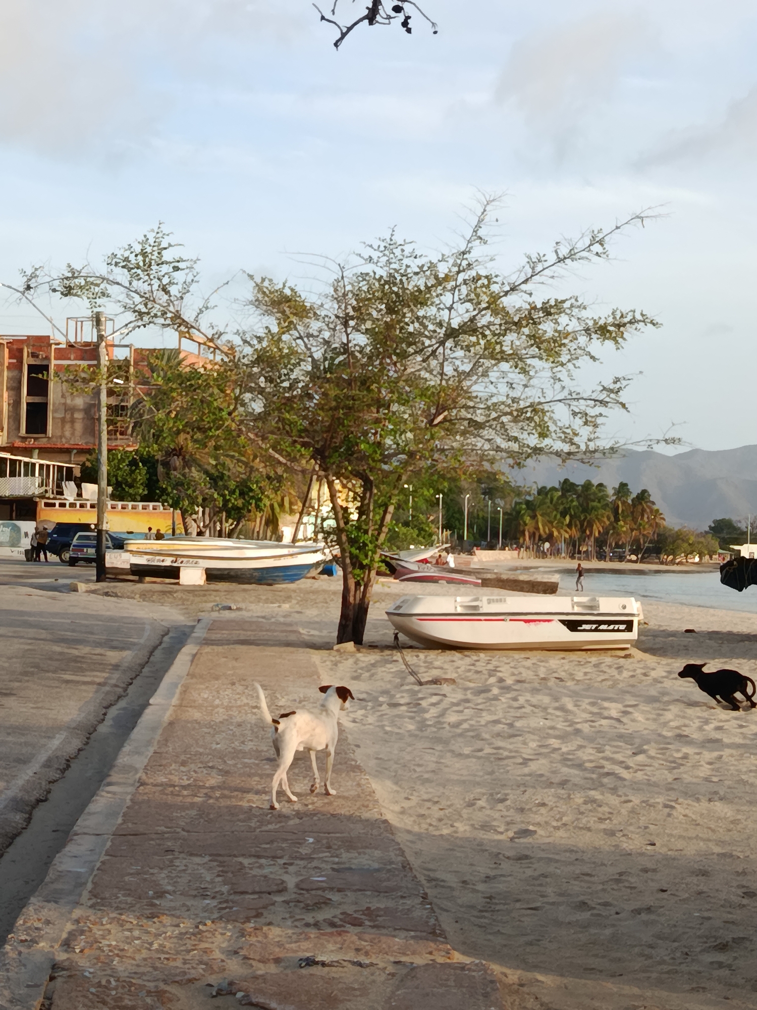A dog with white and brown markings stands on a paved walkway next to a sandy beach in Juan Griego, Venezuela. The dog faces away from the camera, looking towards the right. In the background, a black dog runs across the beach. Several boats are visible on the sand, including a white and red jet boat with "JET MATE" written on its side. Behind the boats, palm trees and buildings line the shore, with mountains in the distance. The sky is overcast.
