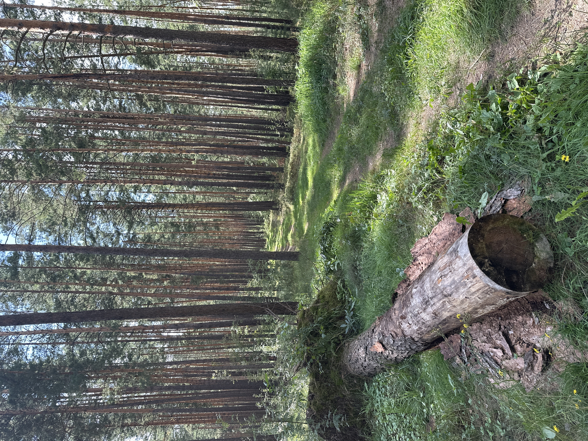 The image depicts a forest path in Sokolovo, Russia, with tall pine trees lining both sides. A large fallen pine log lies across the foreground, covered in moss and bark. The path is made of dirt and grass, with sunlight filtering through the trees, creating dappled shadows. The ground is covered in lush green grass and various small plants. The sky is visible between the tree trunks, appearing light blue with some clouds. There are no people or animals visible in the scene.