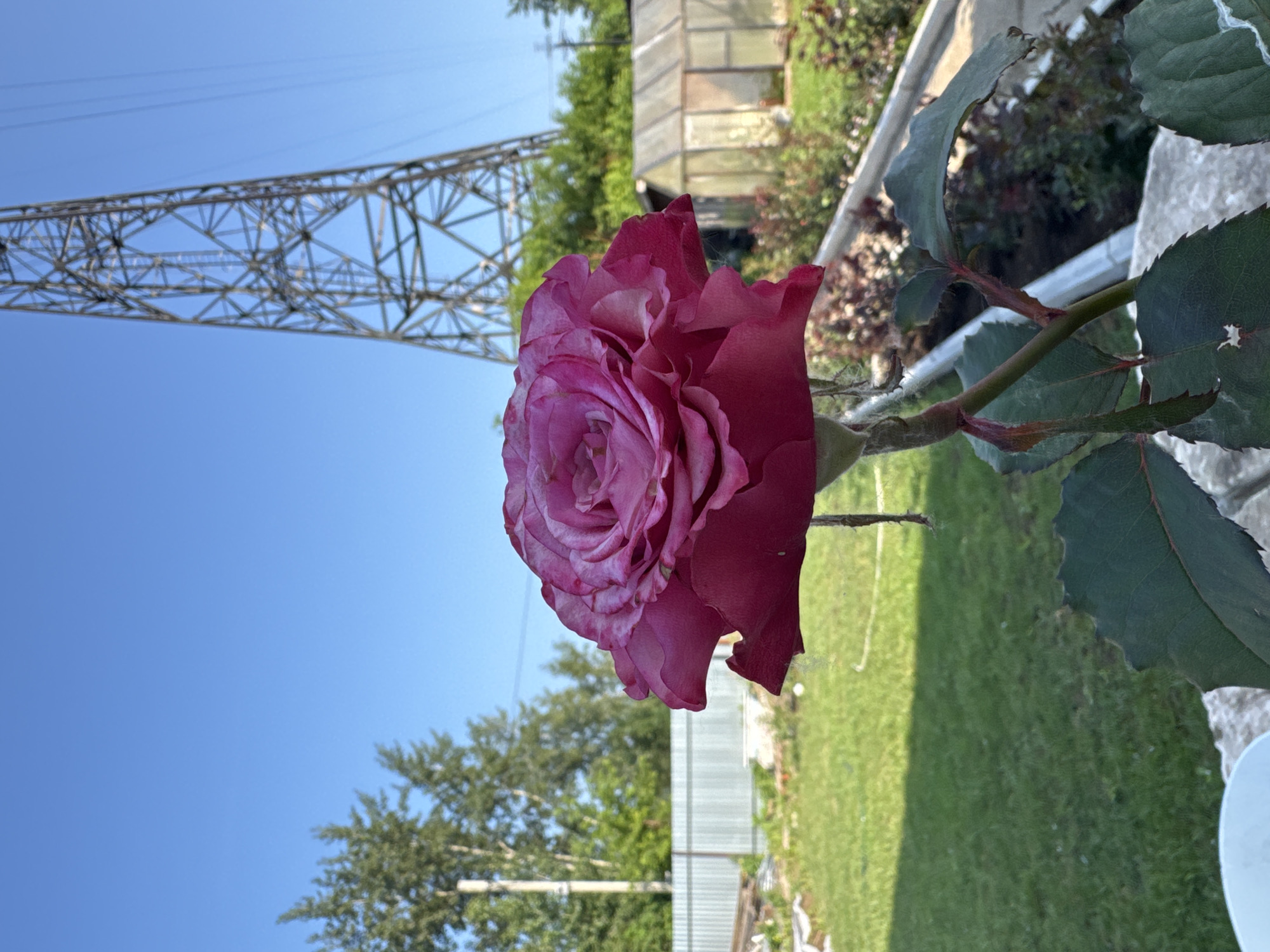 In an outdoor scene with a clear blue sky, a large, deep pink rose with slightly ruffled petals is in focus in the foreground. Behind the rose, a grey, lattice-like transmission tower dominates the midground. To the left of the tower, a row of green trees and a pale grey metal fence are visible. In the right midground, a small, translucent greenhouse with a wooden frame stands. The background shows more green foliage and what appears to be a garden area with some low-lying plants. The ground is covered in lush green grass, with a shadow cast across it. The image appears to be taken in a residential area, likely in Chaikovsky, Russia, given the presence of the transmission tower commonly found in such locations. There are no people or animals visible in the frame.