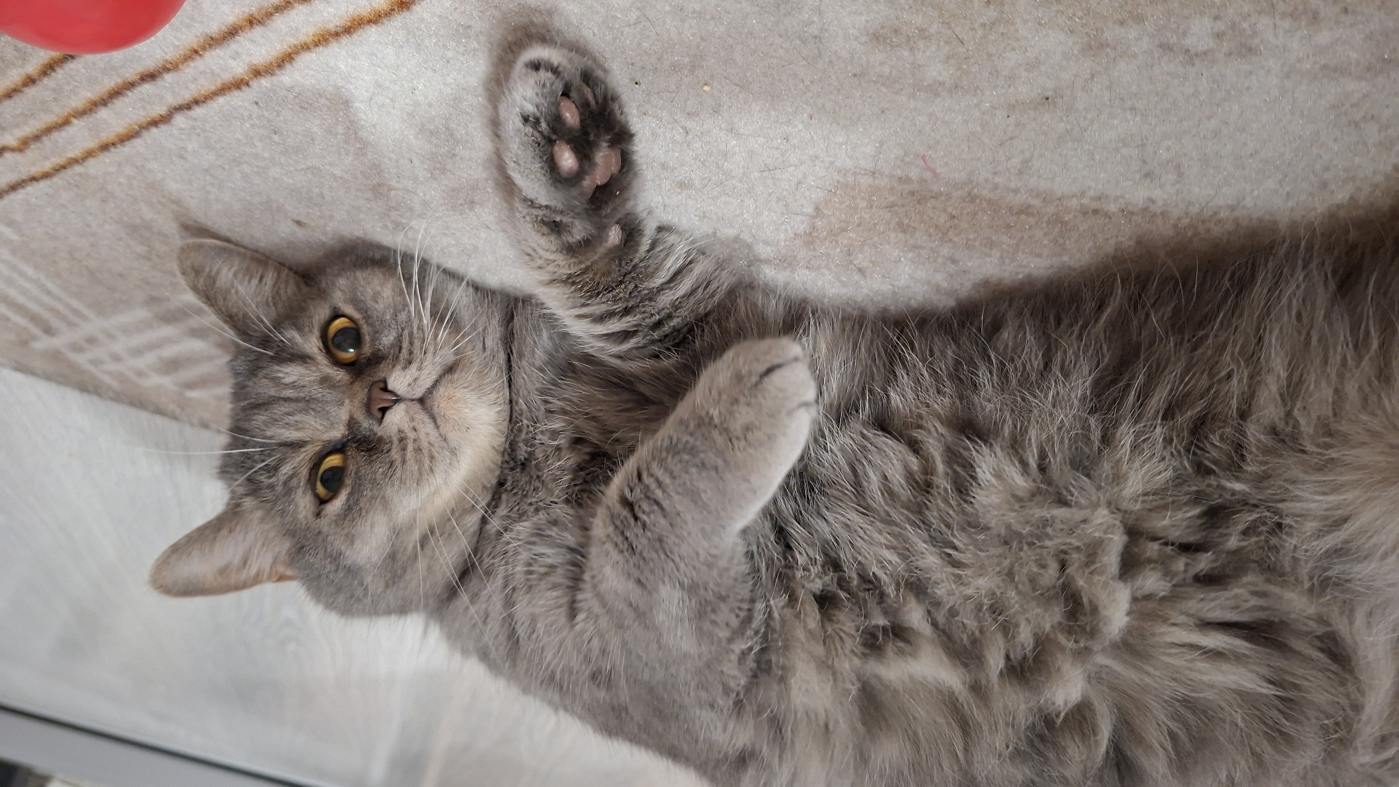 A gray, short-haired cat is lying on its back on a light-colored surface. The cat's face, including its yellow eyes and pink nose, are visible. One paw is raised and the paw pads are visible. A small portion of a red object and a brown and white surface are in the upper left corner of the image. The location is Chaikovsky, Russia.