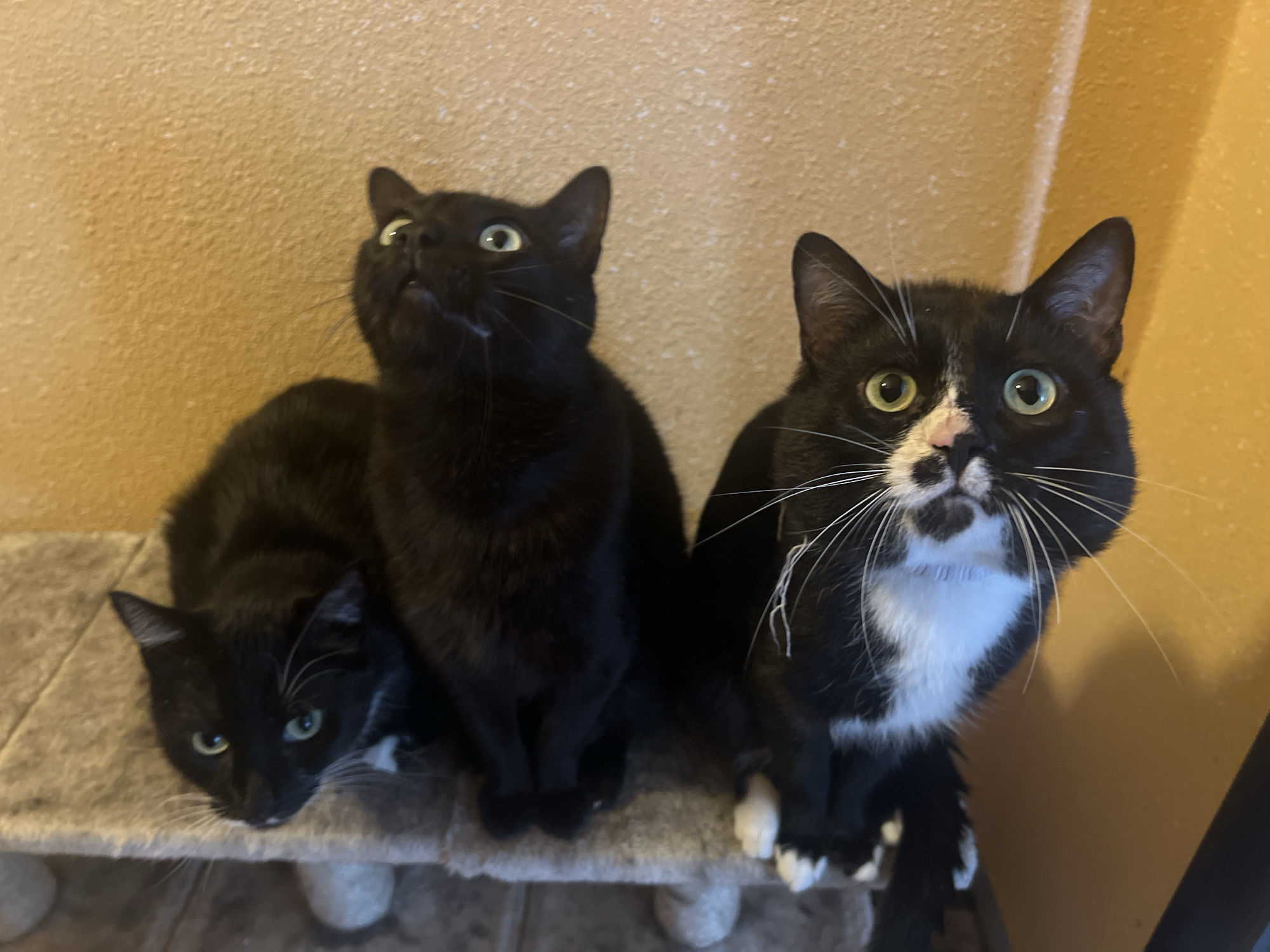 Three cats are perched on a gray, carpeted platform, likely part of a cat tree or similar structure. The cat on the left is mostly black with some white markings on its chest and face, and it is looking down and to the left. The middle cat is entirely black, looking up. The cat on the right is black and white, with white markings on its face, chest, and paws. It is looking directly at the viewer. The background is a beige wall with a textured surface.
There is no information in the image to determine the location, and there are no indicators suggesting the city of Sofia, Bulgaria. Therefore, the location is unknown based on the image alone.