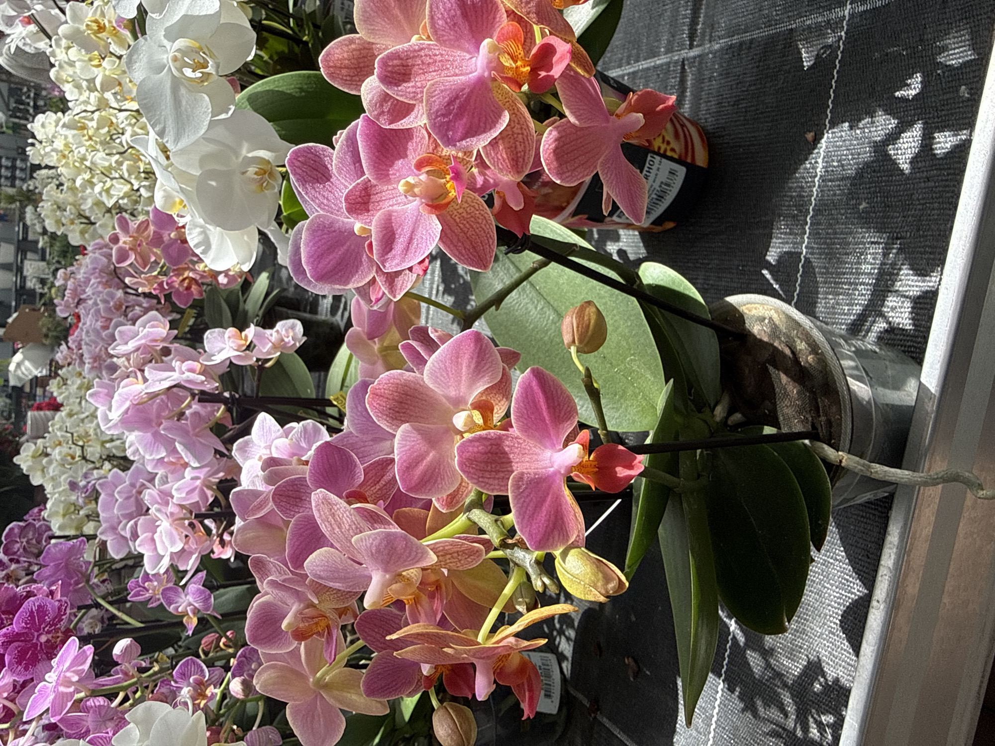 The image depicts a close-up view of several potted orchids of various colors, primarily pink and white, displayed outdoors. The orchids are arranged in what appears to be a market or nursery setting, with multiple plants in focus and others blurred in the background. The lighting suggests it is daytime, with shadows cast on the ground, indicating sunlight. The ground surface is covered with a dark, textured material, possibly a tarp or fabric, with a white line running across it. One of the pots has a label visible with partial text. The overall scene is focused on the floral display, suggesting a commercial environment for plant sales. There are no people visible in the image. The location is identified as Fritzlar, Germany.
