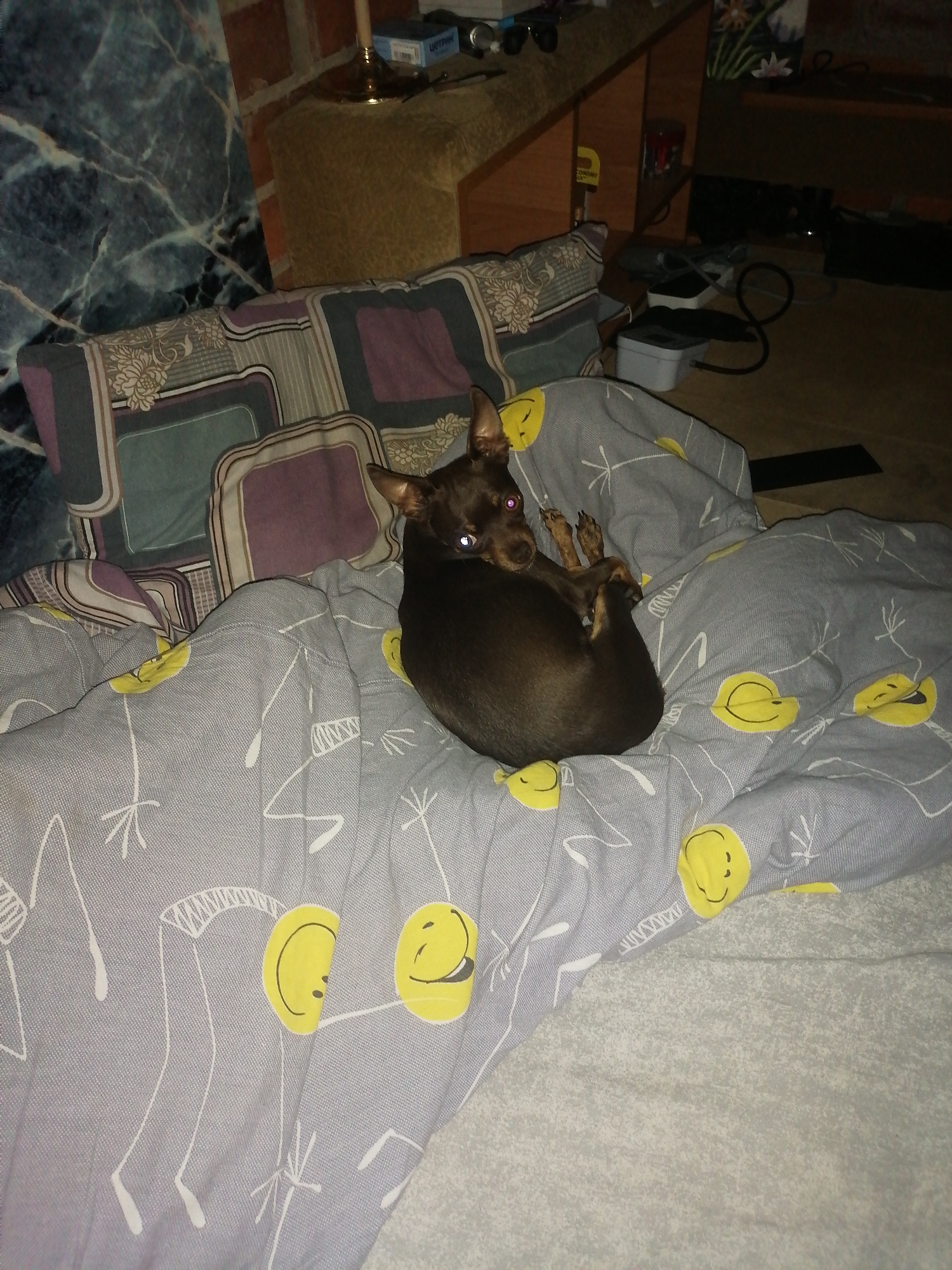 The image shows a small brown dog with pink eyes curled up on a bed. The dog is lying on a gray duvet cover with a pattern of white line drawings and yellow smiley faces. In the background, there are pillows with a geometric pattern and a brick wall. The setting appears to be indoors, likely a bedroom, and the lighting is dim. There is no information in the image that suggests a specific location in the city of Novopokrovka, Russia.