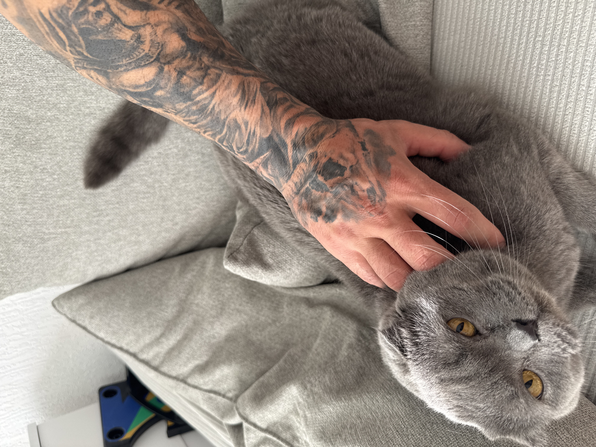 A person with a heavily tattooed arm is petting a gray Scottish Fold cat on a gray upholstered surface. The cat is lying on its back and has bright yellow eyes. The surface appears to be a couch or chair. The location is not discernible from the image.