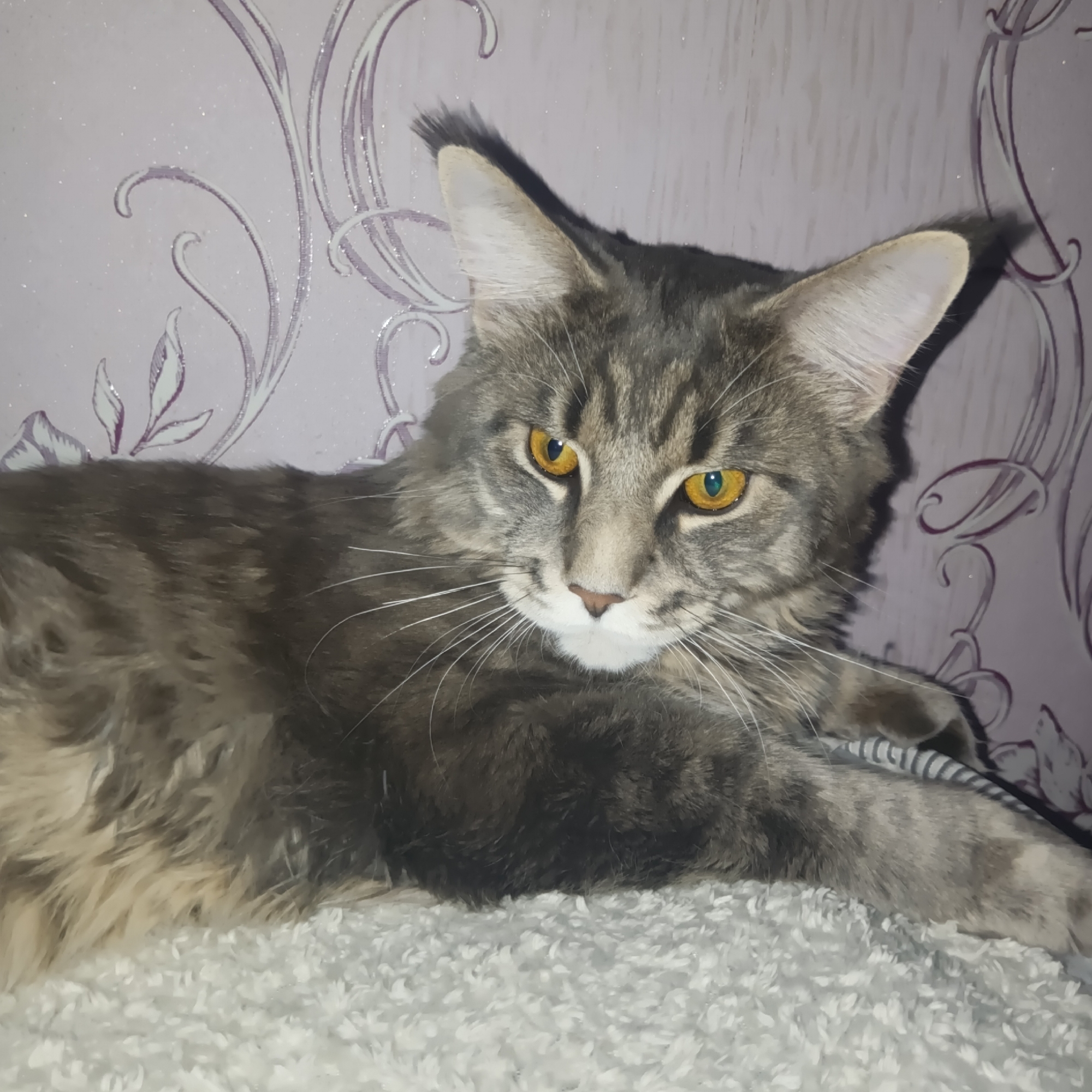 A gray Maine Coon cat lies on a white, fluffy surface, possibly a blanket or rug. The cat has amber eyes and white whiskers. The background is a light purple wall with a decorative silver floral pattern. The photo appears to be taken indoors, and while the location is specified as Chaikovsky, Russia, there's no evidence in the image to confirm this; it's merely the stated location.