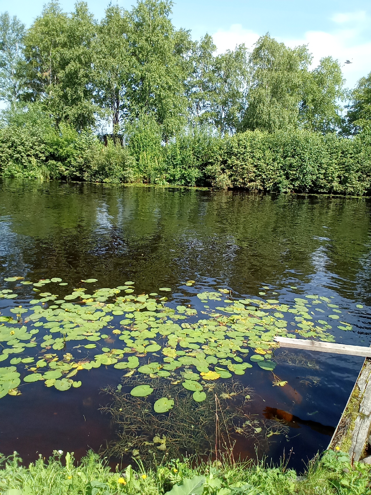 The image depicts a serene natural scene on the outskirts of Belozersk, Russia. The foreground is a lush, green grassy bank with scattered yellow wildflowers. Beyond this, a calm, dark body of water is filled with numerous lily pads, some adorned with small yellow blossoms. Submerged aquatic plants are visible beneath the surface. A wooden plank extends diagonally from the right side of the frame into the water, partially submerged. In the background, a dense line of deciduous trees, primarily birch trees with their characteristic white bark, forms a verdant wall against a clear blue sky with a few wispy clouds. The overall atmosphere is one of peaceful, rural tranquility. There are no people or animals visible in the frame.