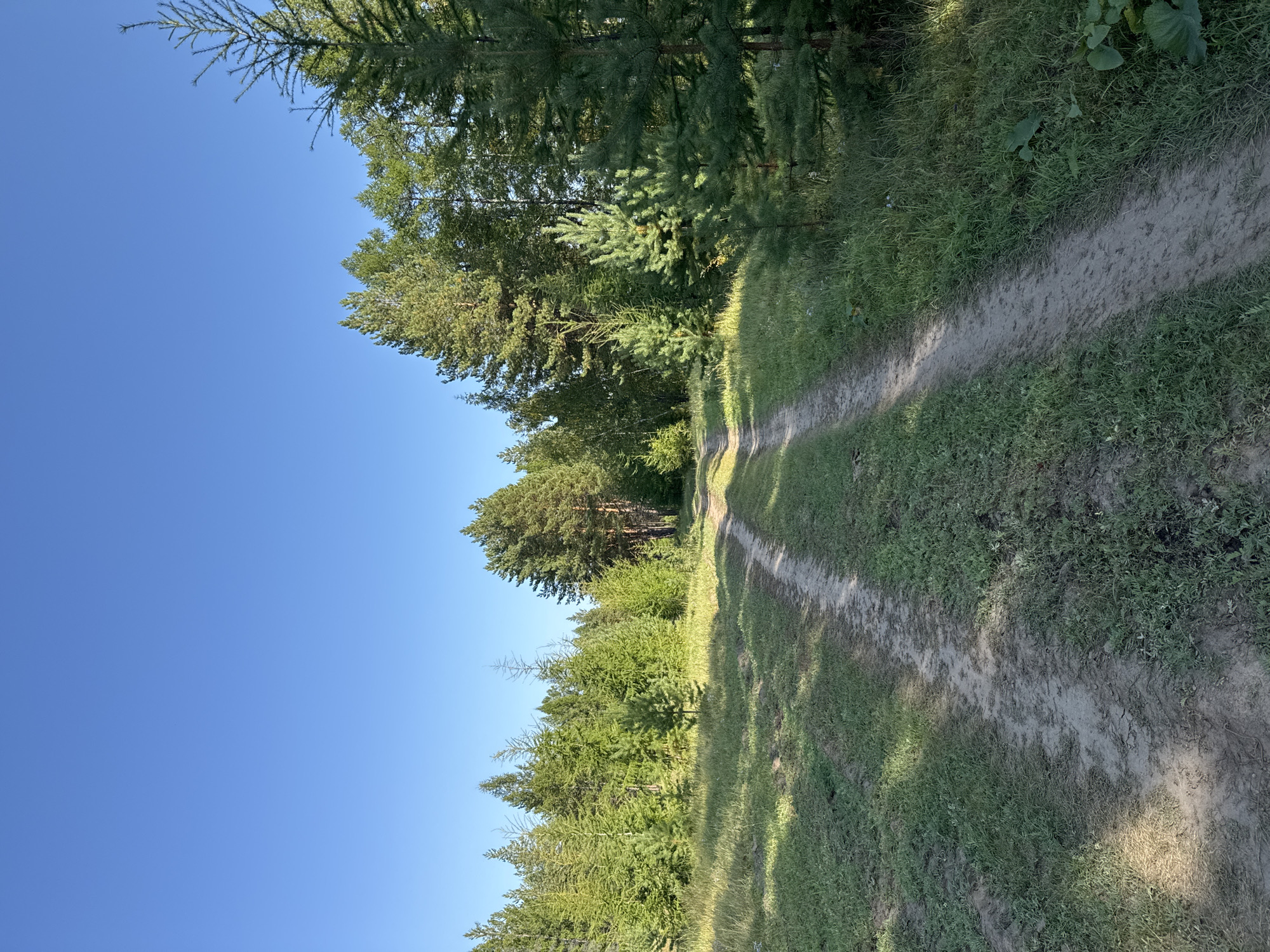 A dirt road leads through a grassy field towards a dense pine forest under a clear blue sky. The road is rutted, suggesting recent vehicle traffic. The forest consists of various types of pine trees, some tall and mature, others young saplings. The grass is green and appears to be well-watered. The lighting indicates it is either early morning or late afternoon, with long shadows cast across the road and field. The scene is peaceful and natural, evoking a sense of isolation and tranquility. The location is identified as Tekhtiur, Russia.