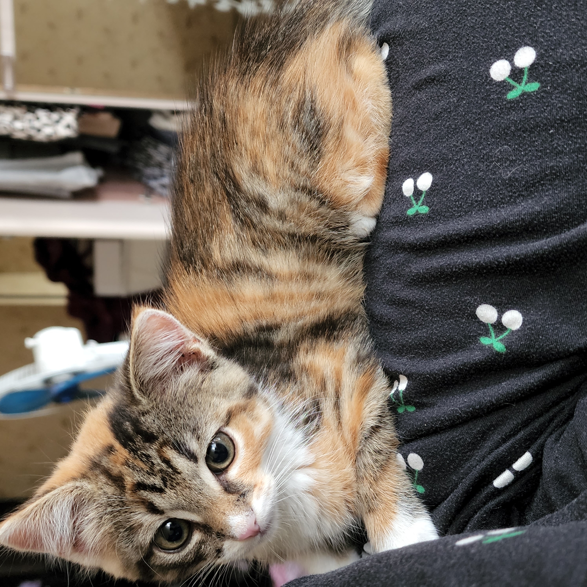 A calico kitten is lying on a dark fabric with a cherry pattern. The kitten has white paws and chest, with patches of orange, brown, and black fur on its back and head. Its eyes are open and looking to the left. In the background, a blurry white and blue fan is visible, along with a closet filled with clothes. The scene appears to be indoors, in a residential setting.