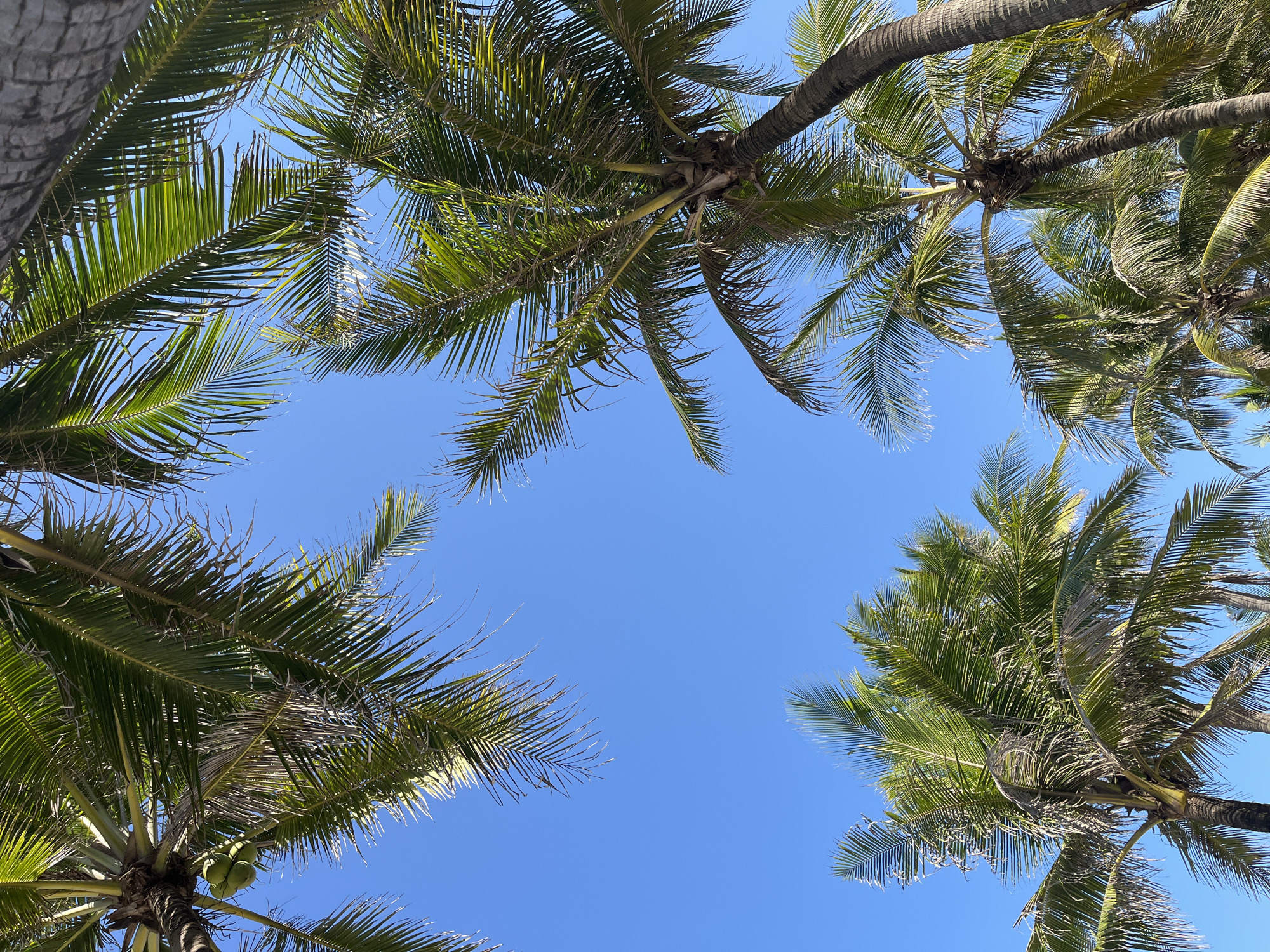 The image shows a view looking up through palm trees towards a clear blue sky. The palm trees surround the frame, with the sky visible in the center. There are no people visible. The location is likely a tropical area and could possibly be Đà Nẵng, Vietnam.