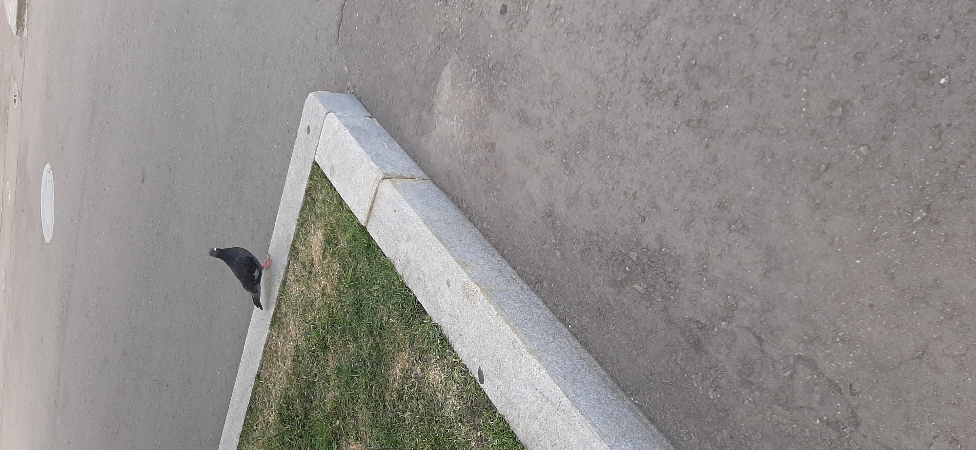 An adult pigeon stands on a granite curb, facing left, with its head turned slightly towards the viewer. The pigeon is dark gray with some lighter gray markings on its wings and bright pink feet. It is positioned at the corner of a rectangular patch of grass, bordered by the curb. The curb itself is made of light gray granite blocks. Beyond the curb and grass is a paved surface, likely asphalt, which appears somewhat worn. In the background, more of the paved surface is visible, along with a circular manhole cover. The environment suggests an urban setting.