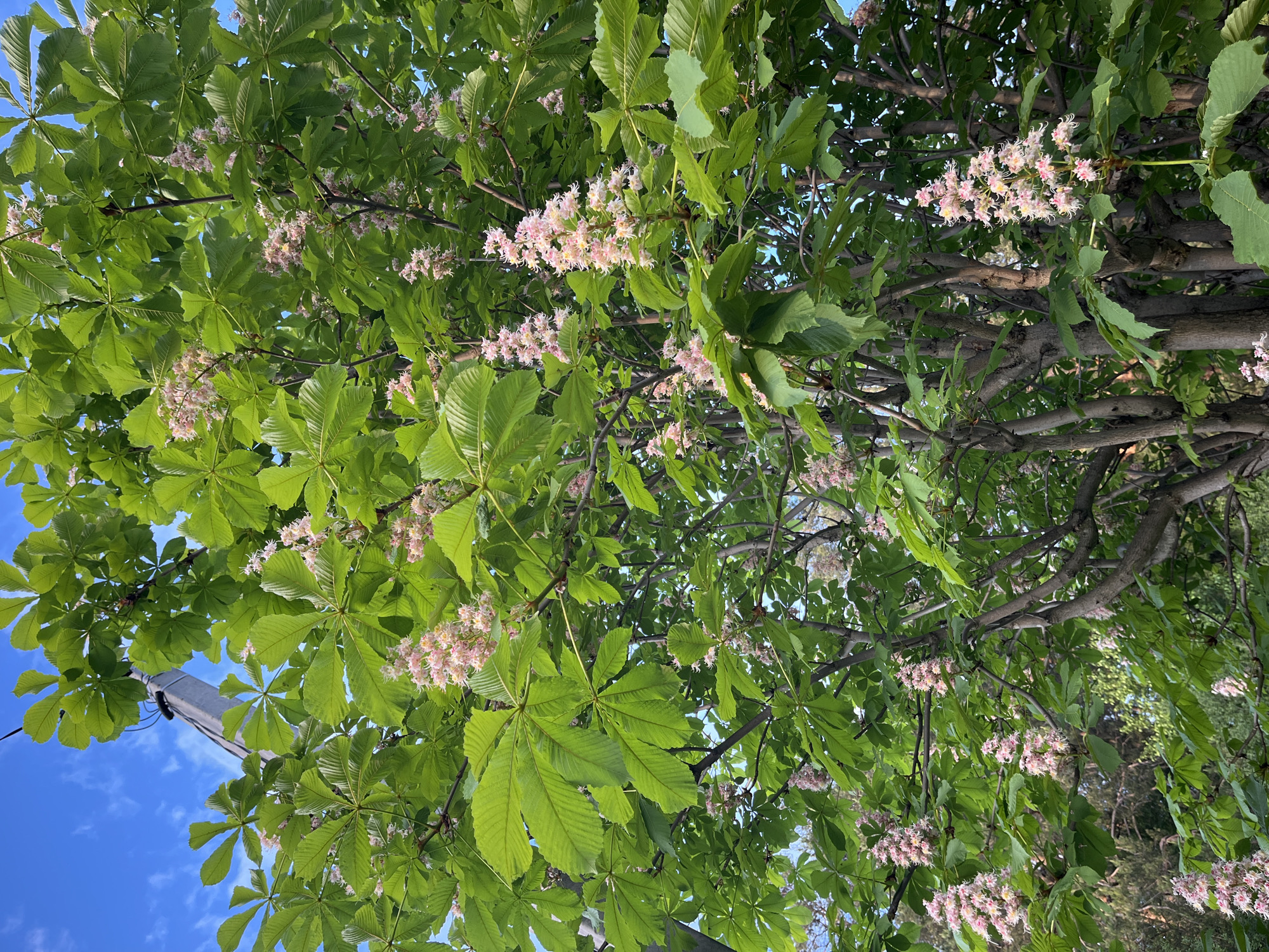 The image shows a tree with large, palmate green leaves and clusters of pink and white flowers. The tree's branches are visible, extending in various directions. A blue sky with some white clouds is visible through the leaves. A utility pole is also visible on the left side of the frame. The location is Chaikovsky, Russia.