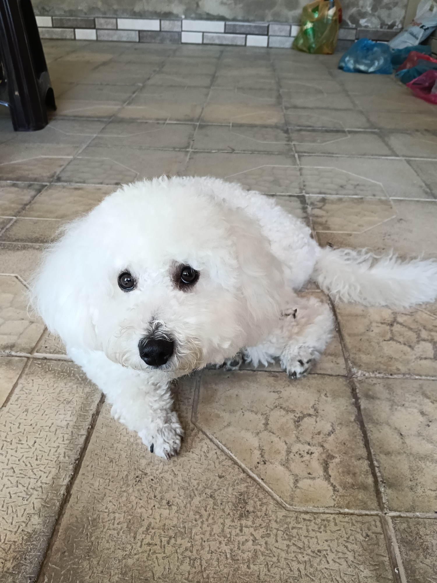 A white dog with dark eyes and a black nose is lying on a tiled floor. The dog is facing the camera and appears to be a Bichon Frise. The floor tiles are beige with a patterned texture. In the background, there is a wall with a tiled pattern and several plastic bags on the floor. A dark-colored object, possibly a chair leg, is visible on the left side of the image. The scene appears to be outdoors, possibly in a courtyard or patio. This image was taken in Dağlı, Azerbaijan.