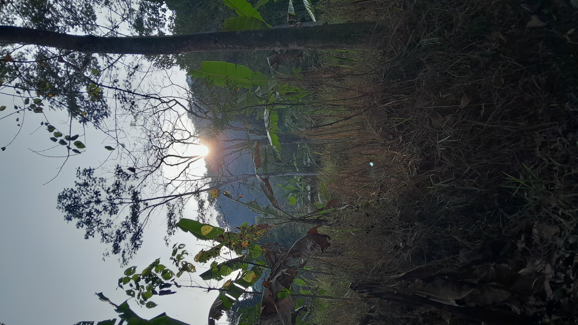 This is an outdoor, eye-level shot of a wooded area with a sunrise. The sun is positioned behind a cluster of bare trees in the middle ground, with rays of light filtering through. The foreground is filled with dry grass and some banana leaves, with a large tree trunk on the right. In the background, a hill covered in dense vegetation is visible. The sky is a pale blue with some haze. The image appears to be taken in the rural outskirts of Sumedang, Indonesia, likely a natural area or plantation. There are no people or animals visible in the frame.