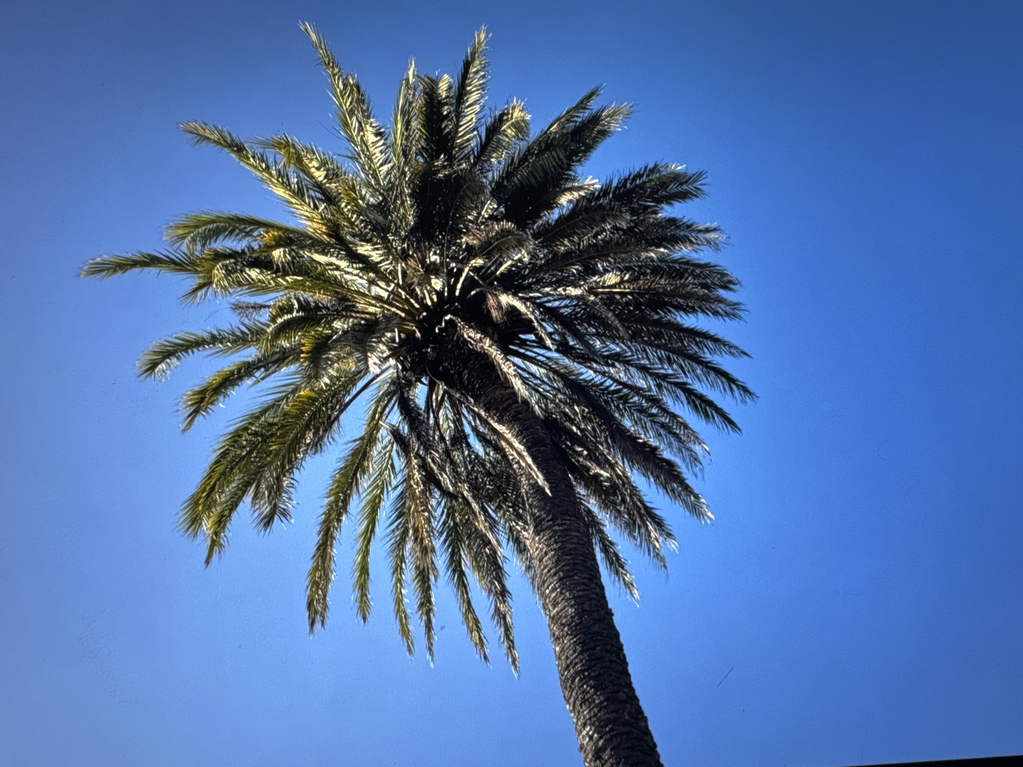 An upward-facing shot captures a tall palm tree against a clear, vibrant blue sky. The fronds of the palm tree fan out, with some appearing darker and others lighter due to the sunlight. The trunk of the palm is textured and dark. The image does not contain any people or evidence of the city of Porrentruy, Switzerland.