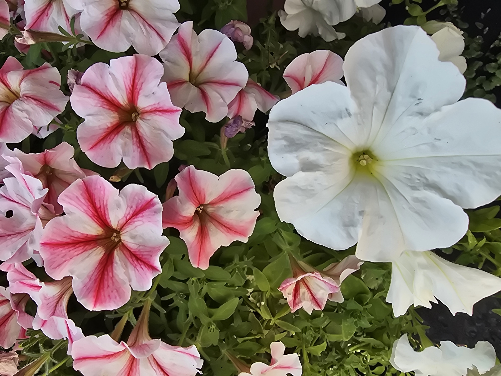 The image is a close-up, overhead shot of a dense cluster of petunias, predominantly in shades of pink and white. The flowers are in various stages of bloom, with some fully open and others still forming. The larger, fully opened flowers are a striking white with a bright yellow center. Many of the pink and white striped petunias show a distinct pattern of deep pink veins radiating from the center outwards. The flowers are set against a background of lush, green foliage. There are no people or animals visible in the image, nor any signs of human activity or urban environment. The scene appears to be a natural or cultivated garden setting, devoid of any specific landmarks that would tie it to Sofiivska Borshchahivka, Ukraine, or any other location. The lighting suggests it is daytime, with diffused light illuminating the flowers.