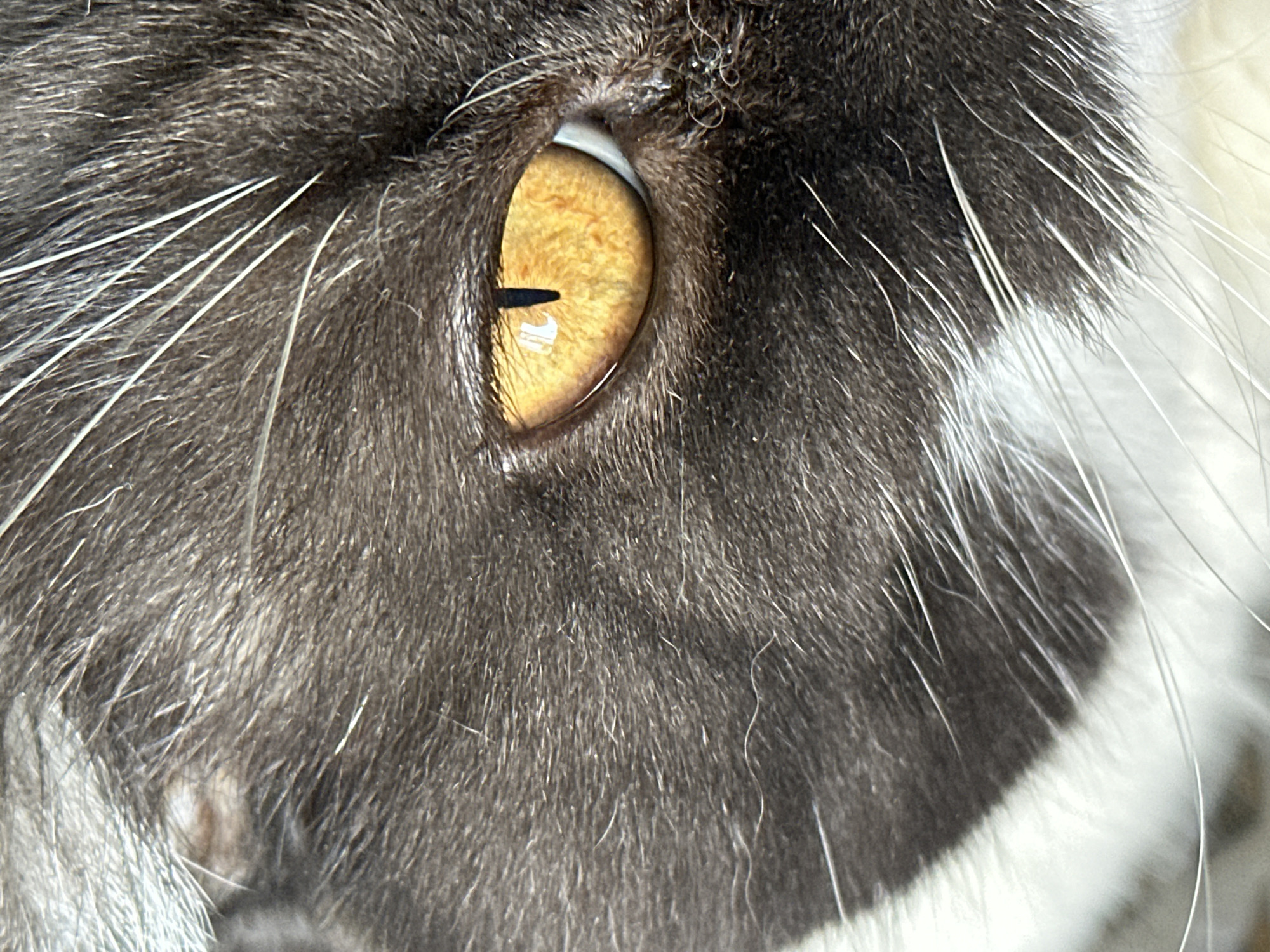 The image is a close-up of a cat's face, focusing primarily on its yellow eye with a black, vertical pupil. The fur around the eye is a mix of gray and white, with long white whiskers extending outward.