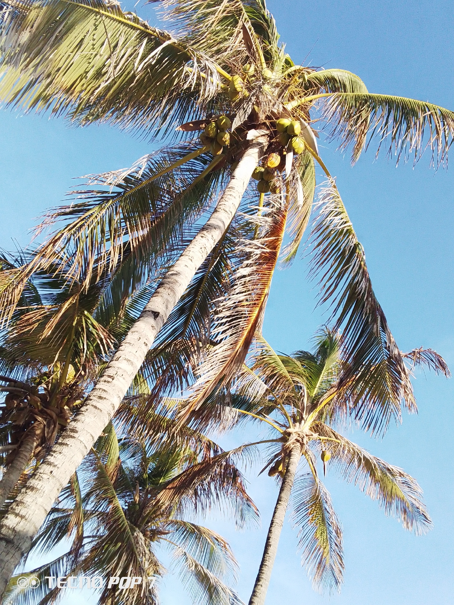 The image captures a vibrant, upward-looking view of several coconut palm trees set against a clear, bright blue sky. The scene is dominated by the tall, textured trunks and expansive fronds of the palm trees, which extend across the frame. Sunlight filters through the palm leaves, creating a play of light and shadow, and illuminating parts of the fronds with a yellowish-green hue while others appear darker or brownish, suggesting some dried-out foliage.
Numerous green coconuts are visible clustered around the crowns of the trees, indicating a fruitful harvest or a young stage of growth. The perspective is from below, emphasizing the height and grandeur of the trees. The sky is uniformly blue, without any clouds, suggesting a clear and sunny day.
The overall impression is one of a tropical or subtropical environment. Given the provided context of Pedro González, Venezuela, the image strongly evokes a coastal or island setting. There is no human activity depicted; the focus is purely on the natural elements.
A watermark with the text "TECNO POP 7" is visible in the bottom left corner of the original image, indicating the device used to capture the photograph.