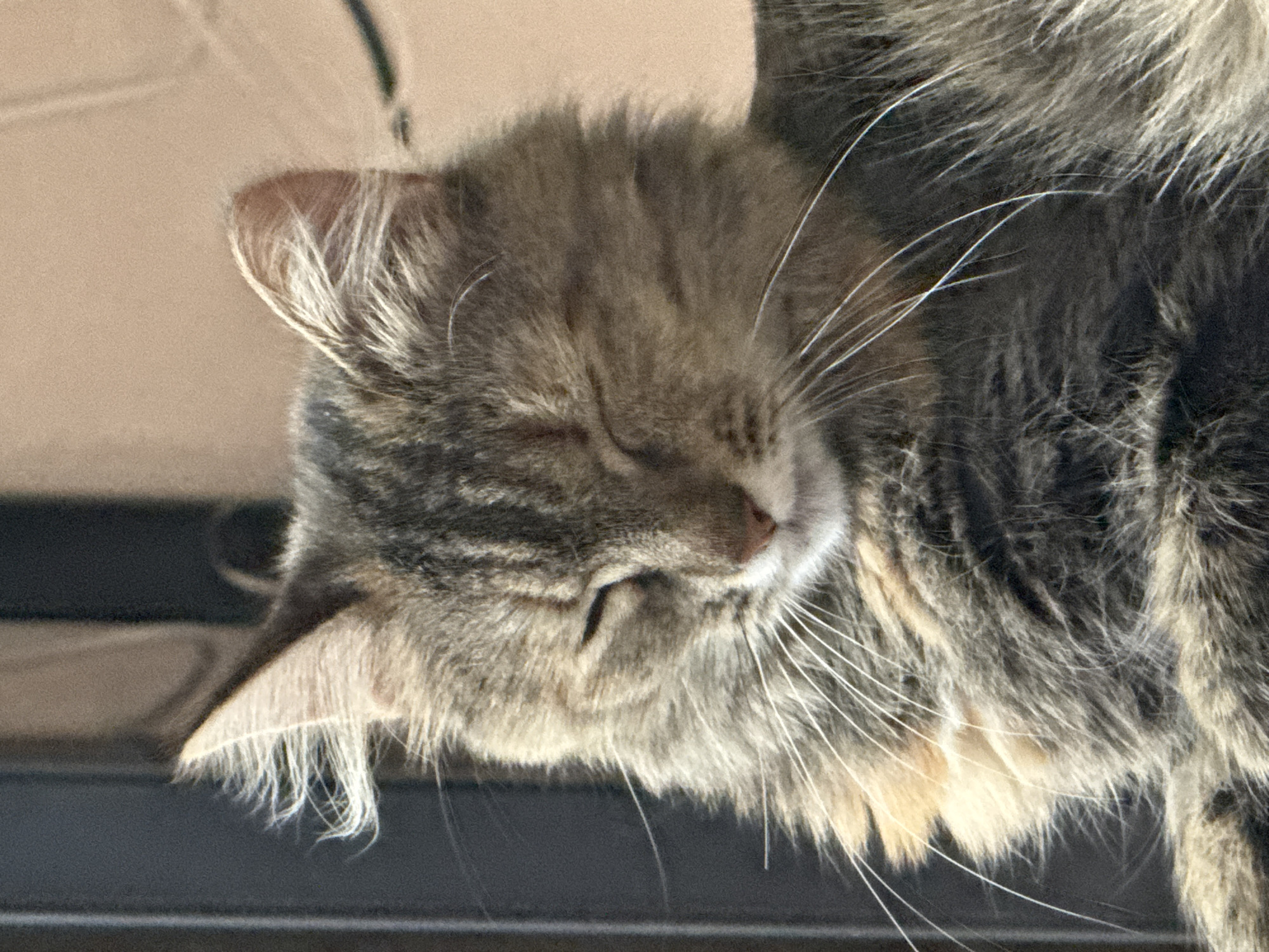 The image shows a close-up of a long-haired tabby cat with its eyes closed, appearing relaxed or sleepy. The cat's fur is a mix of brown, gray, and black stripes, with some lighter patches, particularly around its chest and muzzle. The whiskers are prominent and white. The background is blurred, showing a dark vertical element on the left, possibly a doorway or window frame, and a lighter, textured surface on the right, suggesting an indoor or sheltered outdoor environment. There is no indication of the location being in Saratov, Russia.