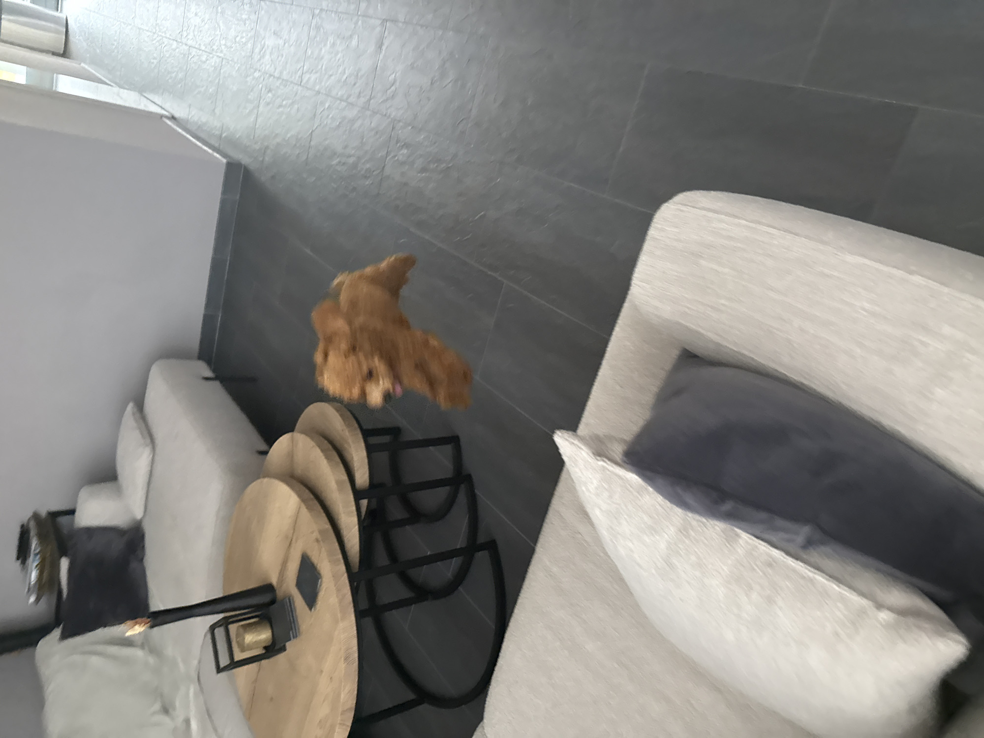 A toy poodle is captured mid-air, mid-jump, with its tongue slightly out, in a modern living room. The dog's fur is a golden brown and appears slightly blurred due to its motion. The setting includes a light-colored sectional sofa with a dark blue and a white pillow on it. In the background, a round wooden coffee table with black metal legs holds a black candle holder with a lit candle and a golden candle inside. A dark gray tiled floor covers the room, and a sliver of a hallway with light-colored walls is visible in the upper right corner. The overall scene suggests an indoor domestic environment in Marum, Netherlands.