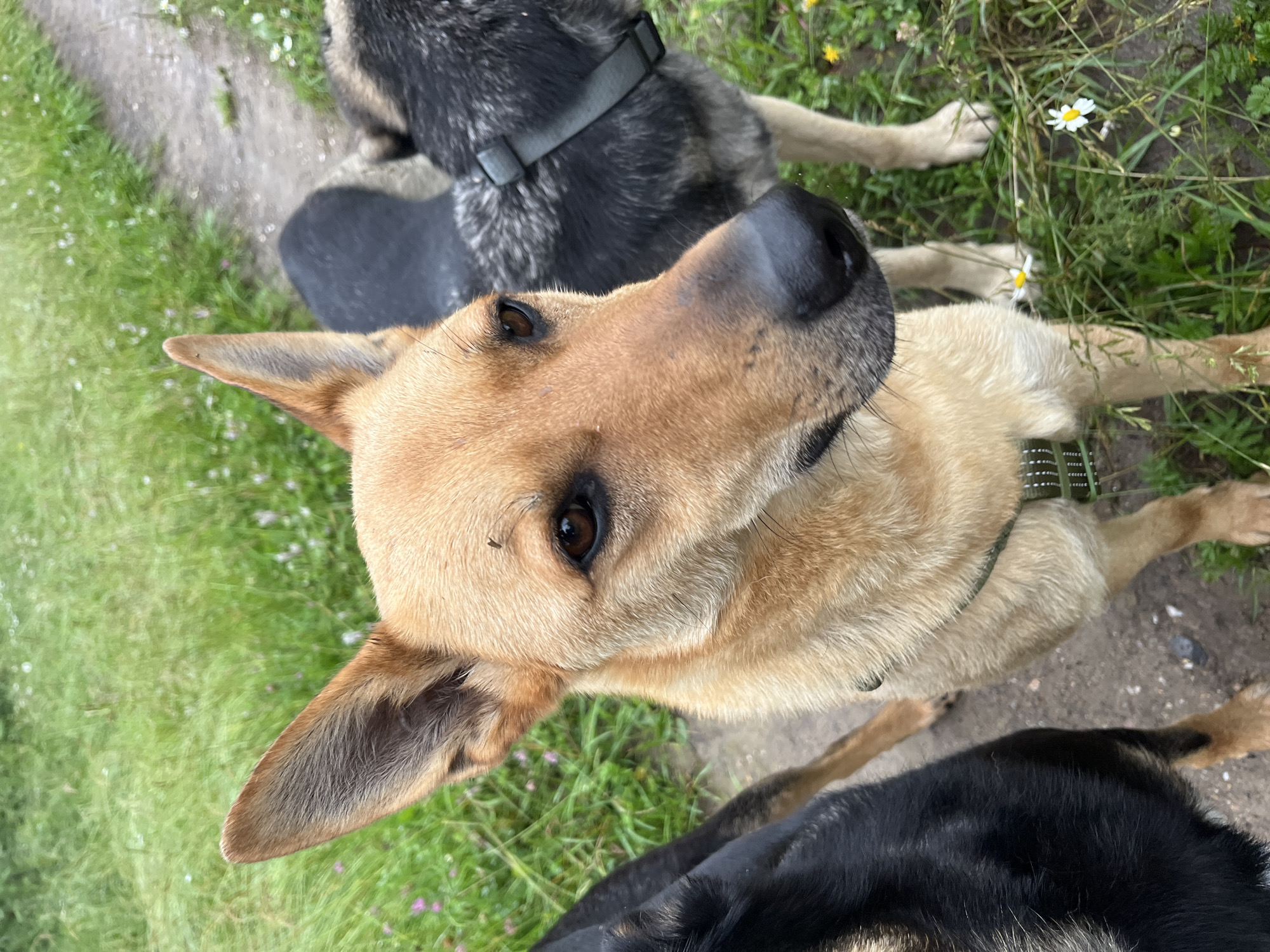 In this high-angle shot, three dogs are the subjects of the image, positioned outdoors amidst lush green grass and scattered daisies. The closest dog, a tan German Shepherd mix, is in sharp focus, its head turned towards the camera, revealing alert brown eyes and a slightly wet nose. Its ears are perked, with the left ear notably showing a dark, furry interior. A dark flea is visible on its forehead. Behind this dog, another dog, predominantly black with grey markings, is partially visible, wearing a black collar. A third dog, with dark fur, is seen at the bottom of the frame. The setting suggests a natural, possibly rural environment, with the presence of grass, wildflowers, and a dirt path. The lighting indicates it is daytime, with soft, diffused light. There is no visible text in the image.